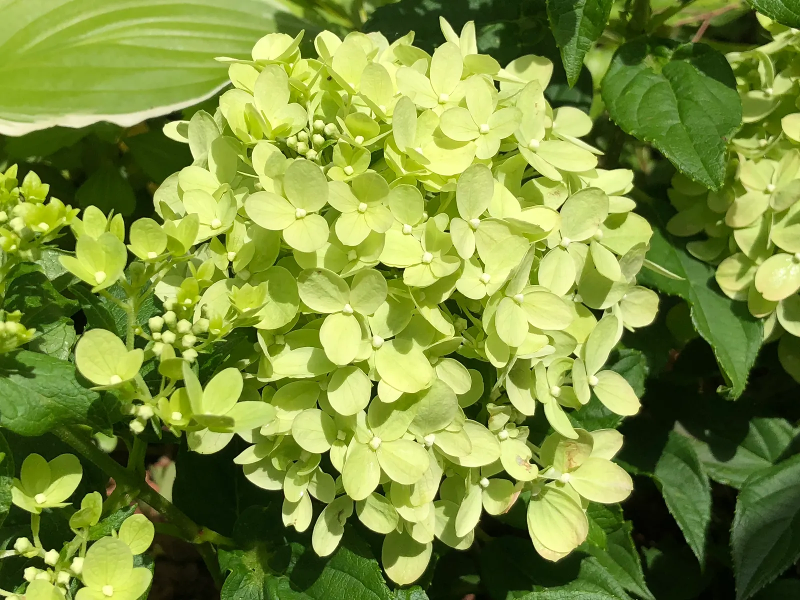 Little Lime® Panicle Hydrangea (Hydrangea paniculata) — Its blooms are excellent fresh or dried