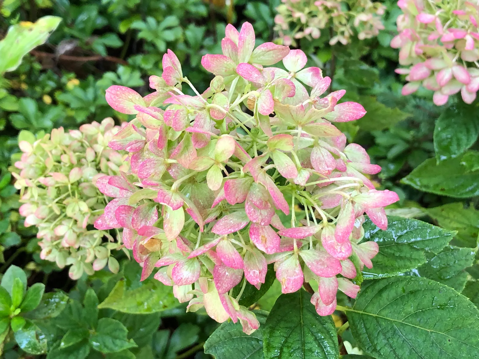 Little Lime® Panicle Hydrangea (Hydrangea paniculata) — shrub with green and pink blooms