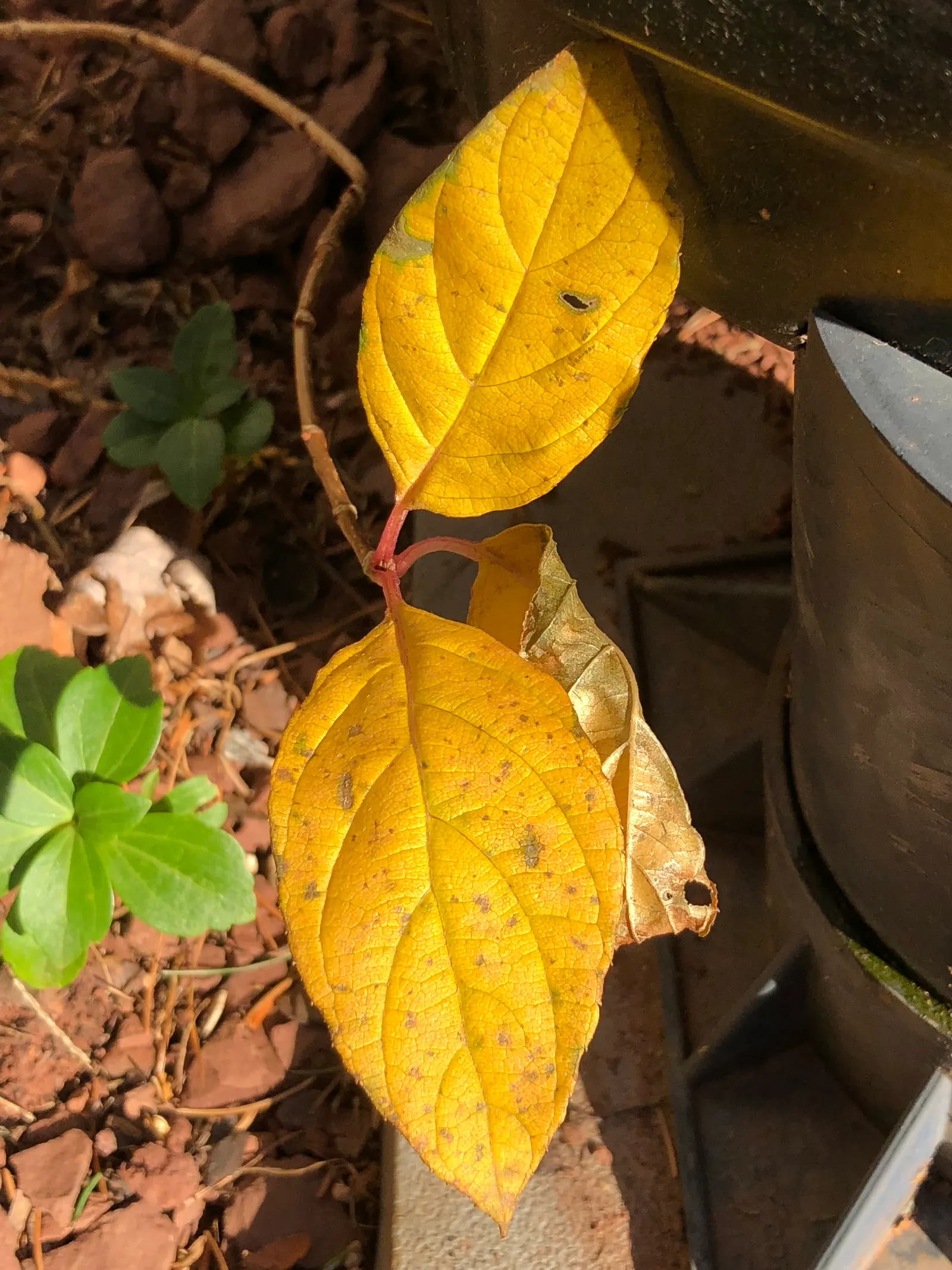Little Lime® Panicle Hydrangea (Hydrangea paniculata) — or feature it in a large container as a seasonal thriller