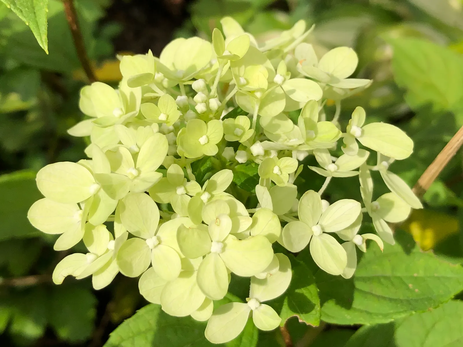 Little Lime® Panicle Hydrangea (Hydrangea paniculata) — Little Lime® is wonderfully versatile: mass it for a bold
