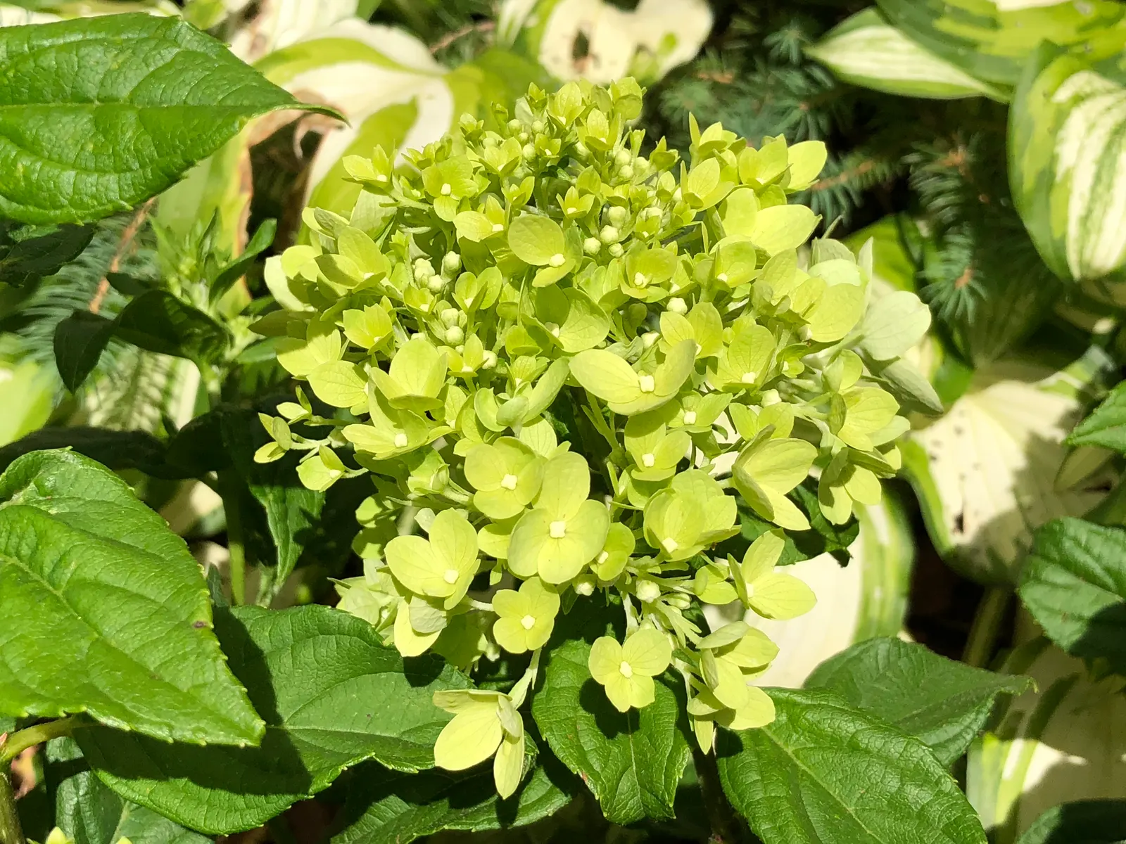 Little Lime® Panicle Hydrangea (Hydrangea paniculata) — south-facing exposures.<br><br>This panicle hydrangea performs best in full sun to part sun