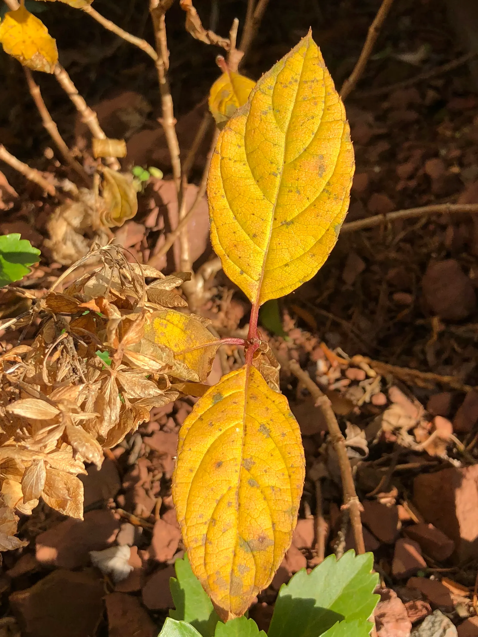 Little Lime® Panicle Hydrangea (Hydrangea paniculata) — use it as a rounded border accent