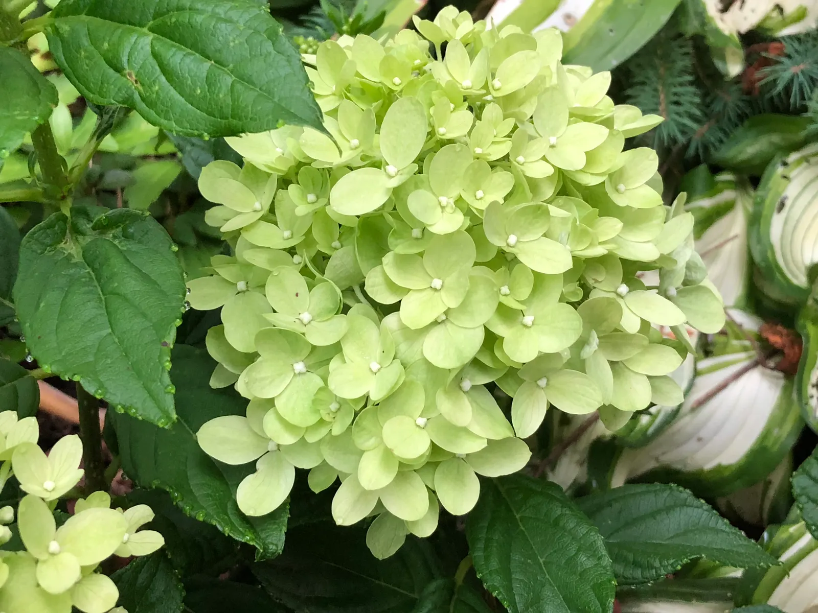 Little Lime® Panicle Hydrangea (Hydrangea paniculata) — green and pink flowers in the garden