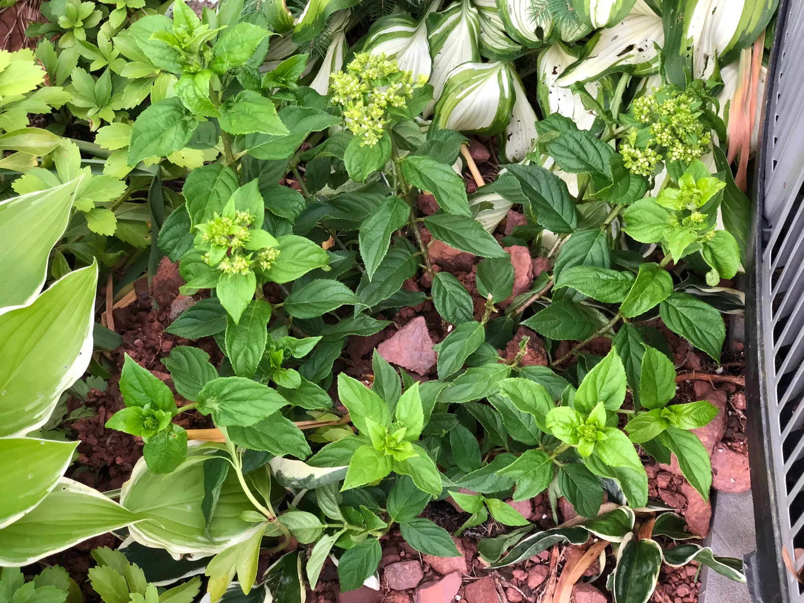 Little Lime® Panicle Hydrangea (Hydrangea paniculata) — and consider a controlled-release fertilizer in spring for robust growth.<br><br>In design work