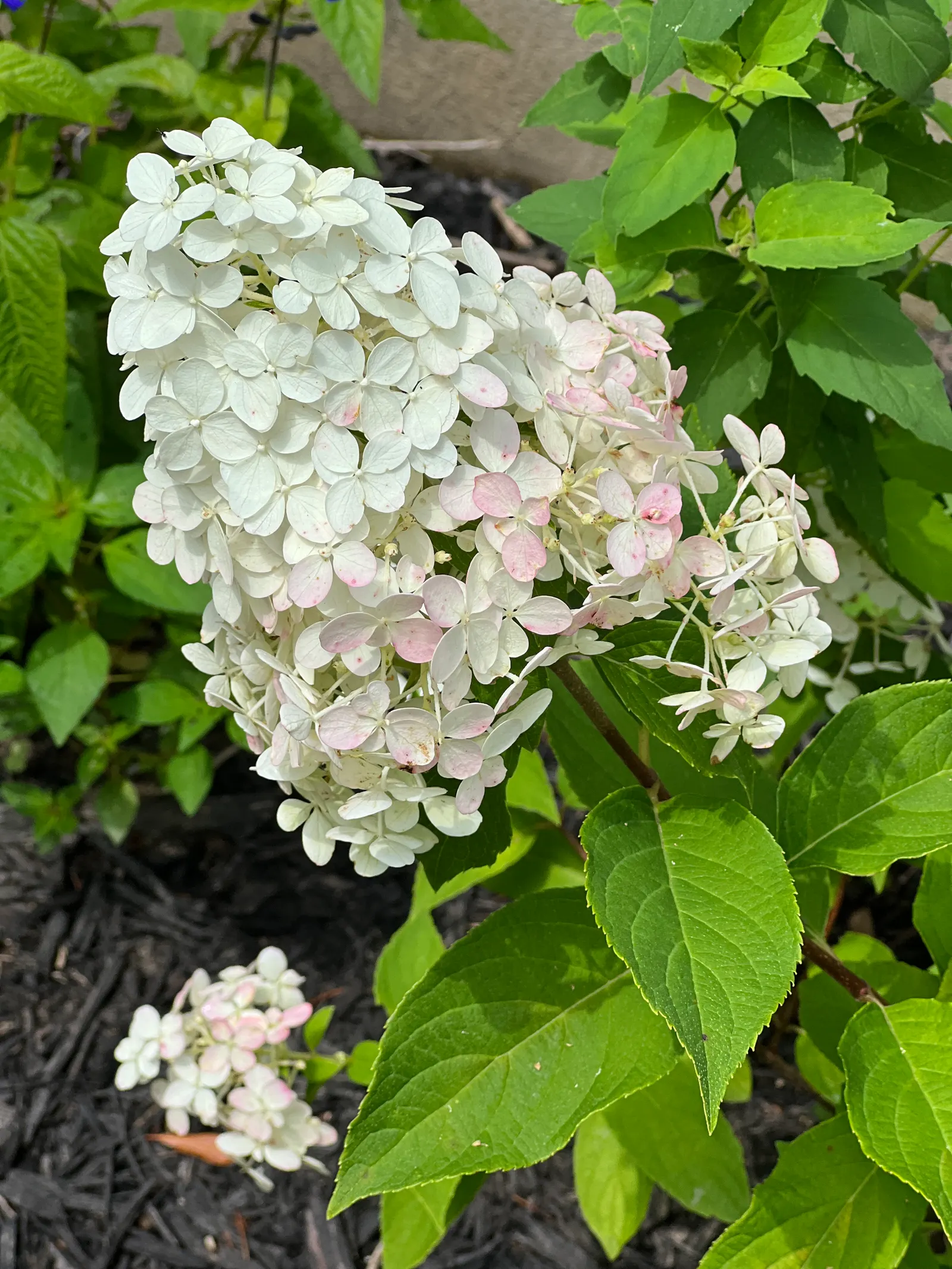 Little Lime® Panicle Hydrangea (Hydrangea paniculata) — It prefers well-drained soil with average moisture