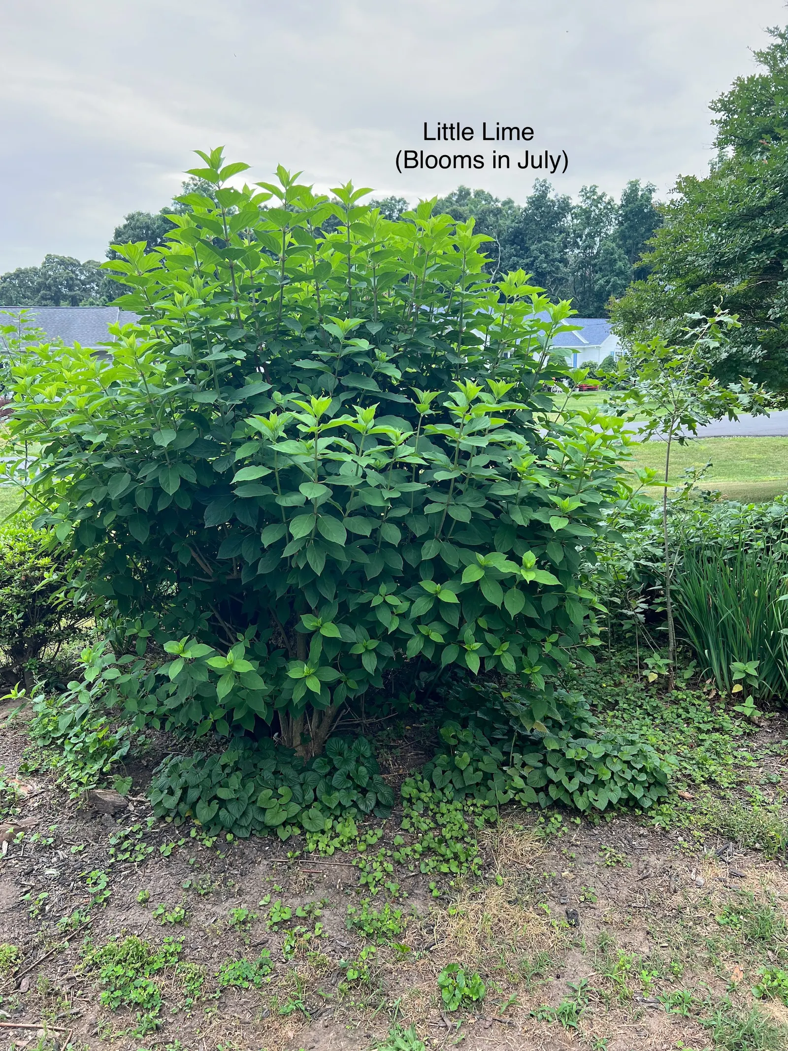 Little Lime® Panicle Hydrangea (Hydrangea paniculata) — Prune in late winter or early spring to encourage fresh stems and a generous set of buds