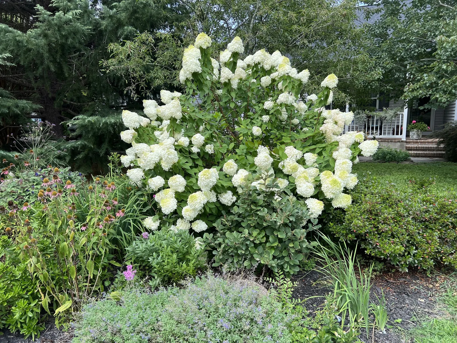 Little Lime® Panicle Hydrangea (Hydrangea paniculata) — with the strongest flowering typically occurring where it receives several hours of direct light