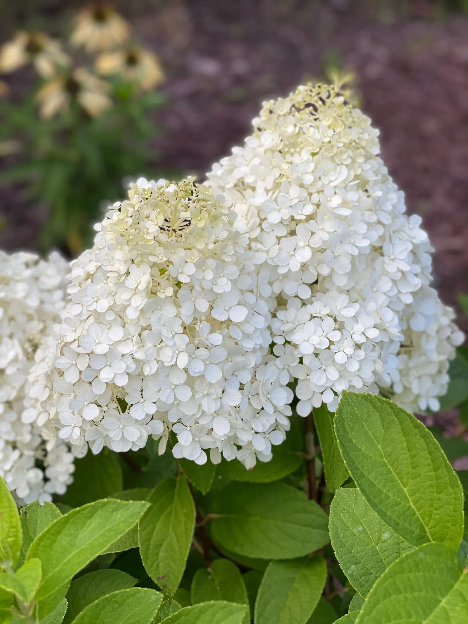 Little Lime® Panicle Hydrangea (Hydrangea paniculata) — especially while establishing