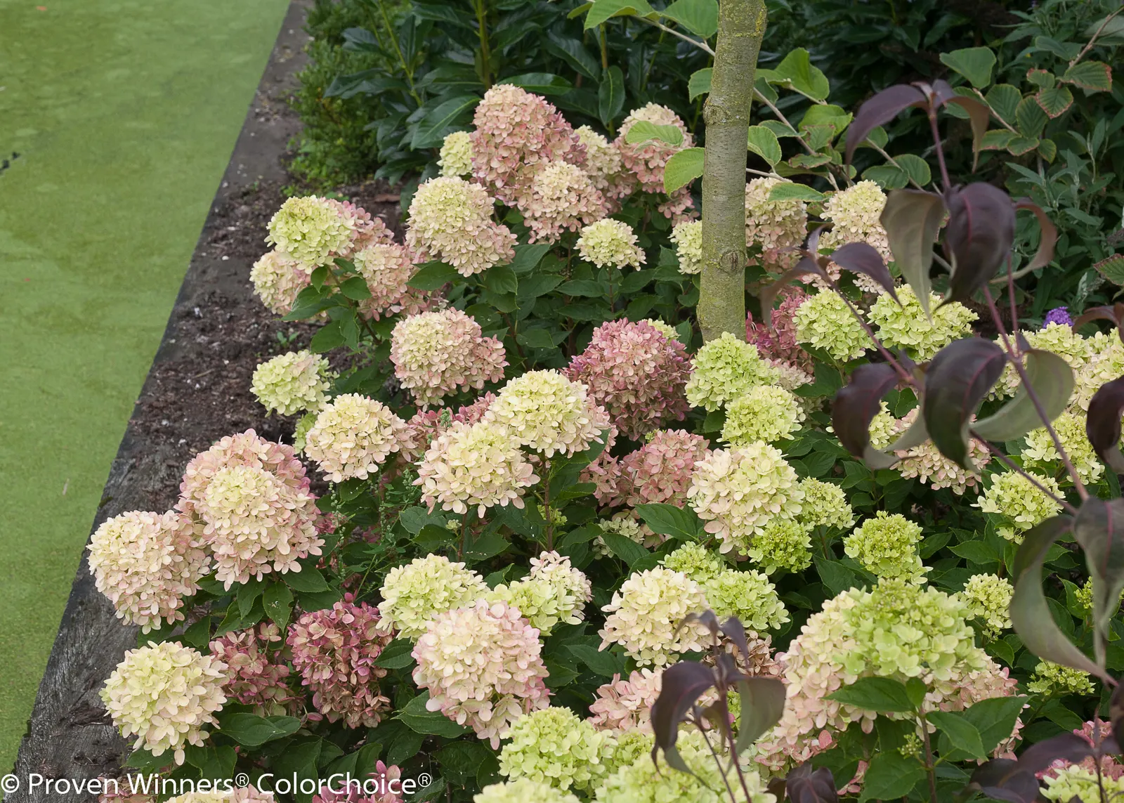 Little Lime® Panicle Hydrangea (Hydrangea paniculata) — it is notably cold tolerant for a hydrangea and blooms on new wood