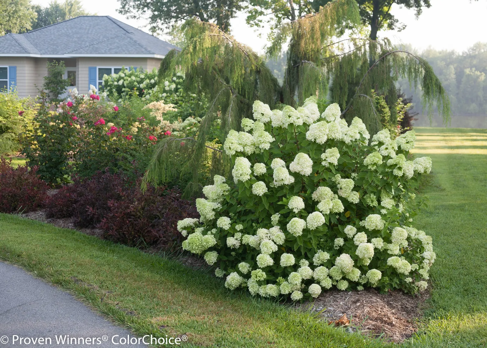 Little Lime® Panicle Hydrangea (Hydrangea paniculata) — Gardeners often note its long bloom season and dependable performance