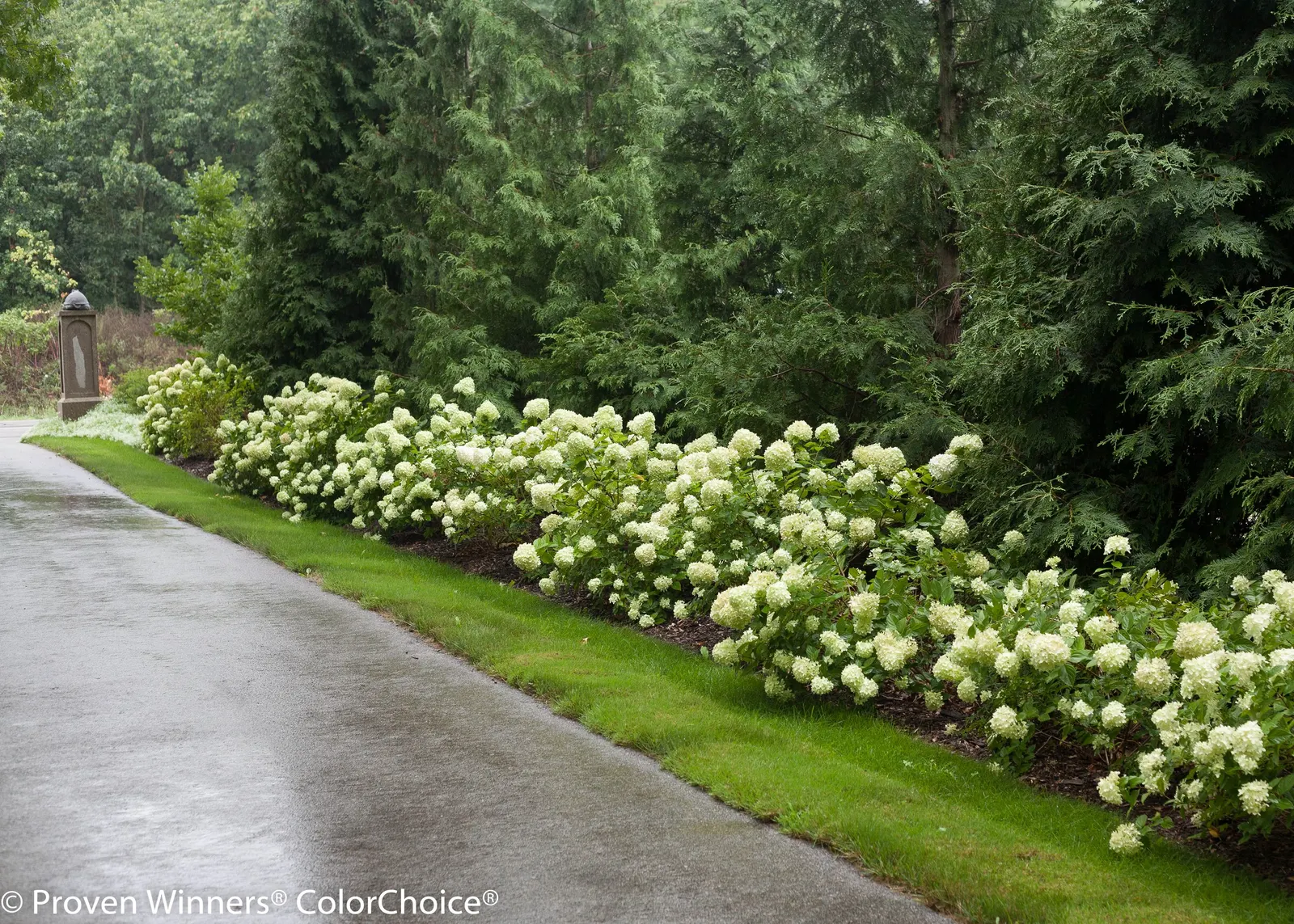 Little Lime® Panicle Hydrangea (Hydrangea paniculata) — The Hydrangea paniculata is a compact deciduous shrub