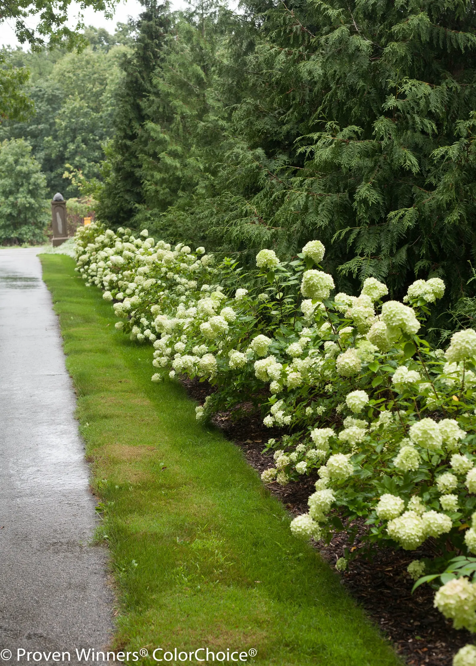 Little Lime® Panicle Hydrangea (Hydrangea paniculata) — with some reporting vigorous growth and abundant flowers even in hot