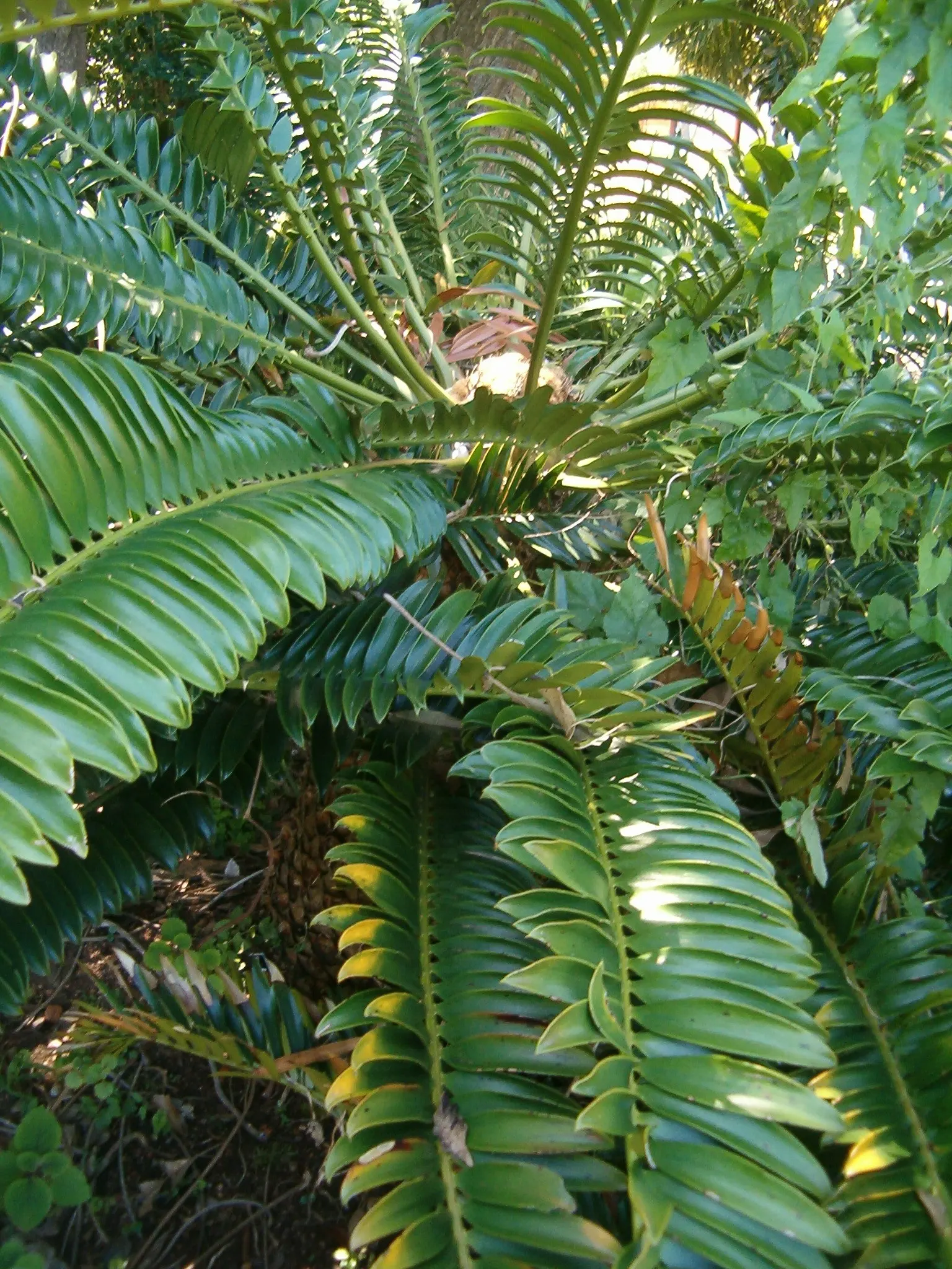 Bread Palm (Encephalartos Altensteinii) — making it ideal for xeriscaping or regions with water restrictions; the Bread Palm is drought-tolerant, image 147
