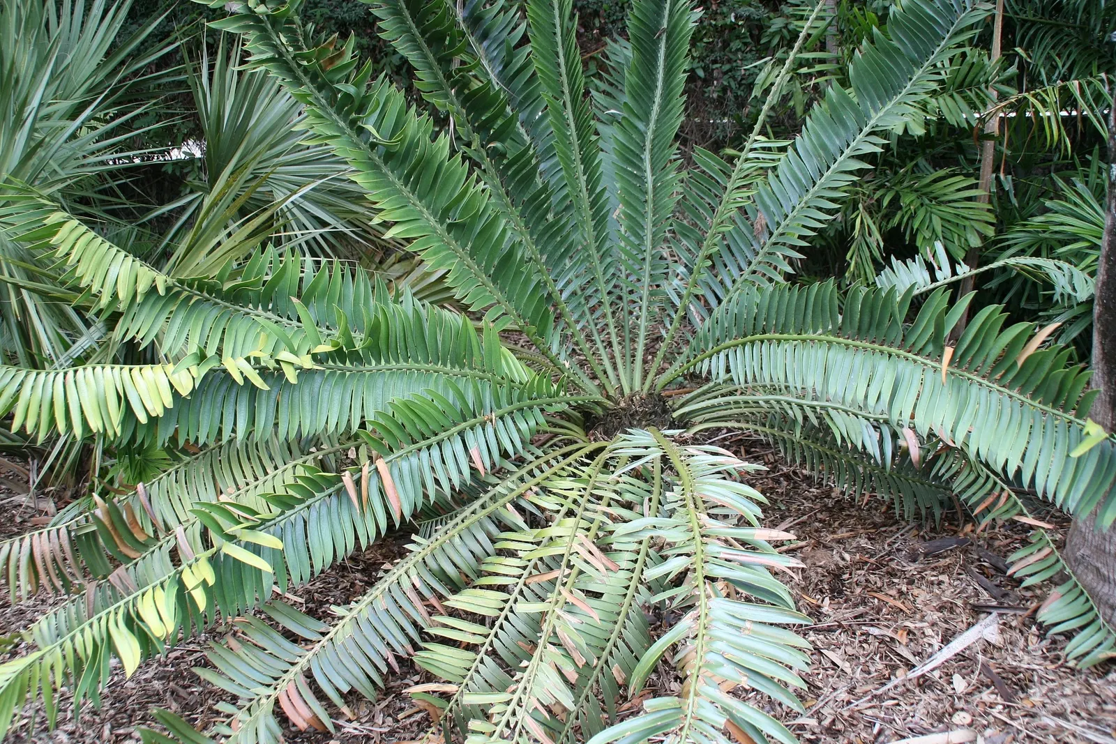Bread Palm (Encephalartos Altensteinii) — which can grow to 2 feet in diameter; supports a crown of attractive, image 140
