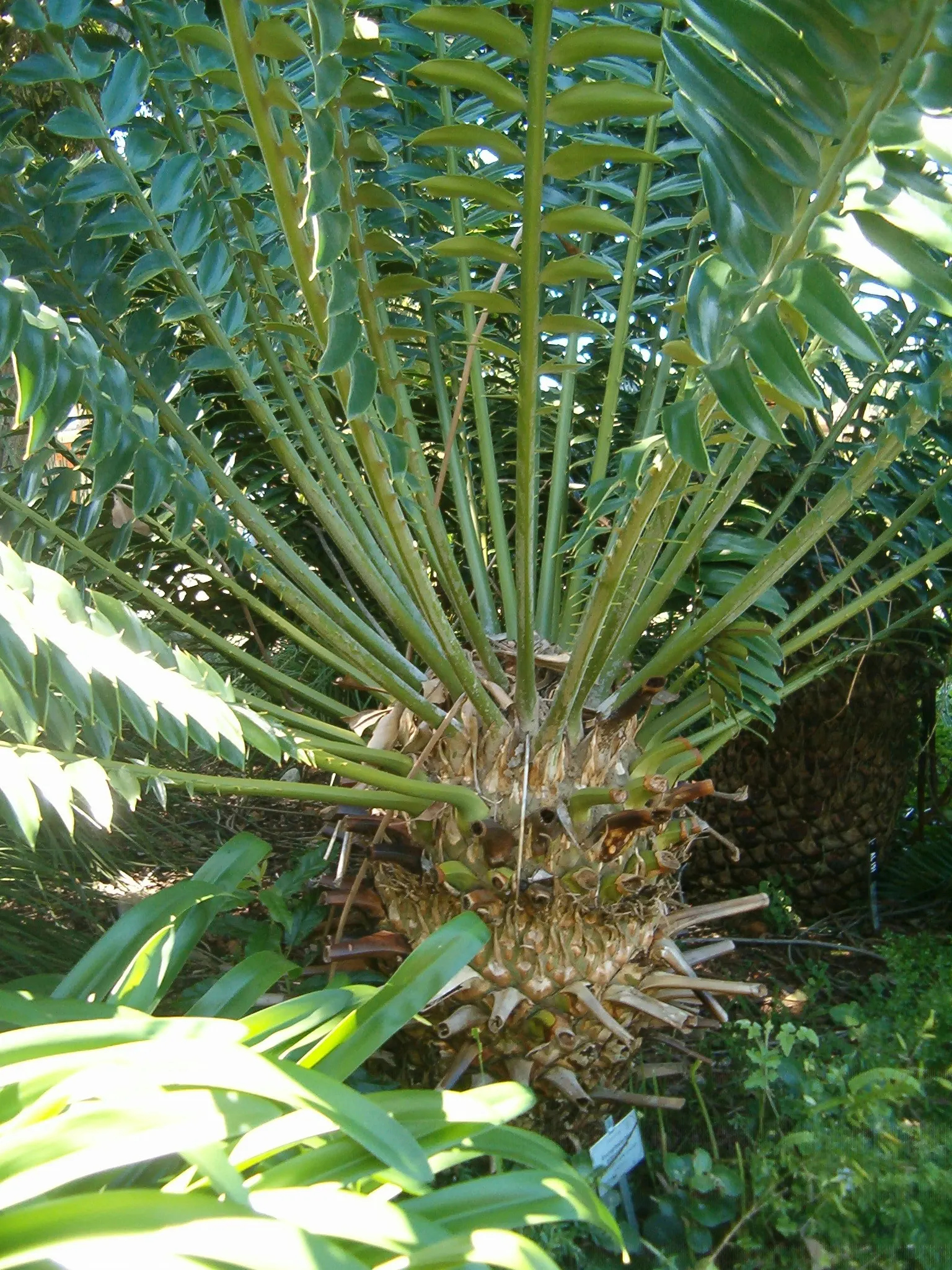 Bread Palm (Encephalartos Altensteinii) — which can grow to 2 feet in diameter; supports a crown of attractive, image 162