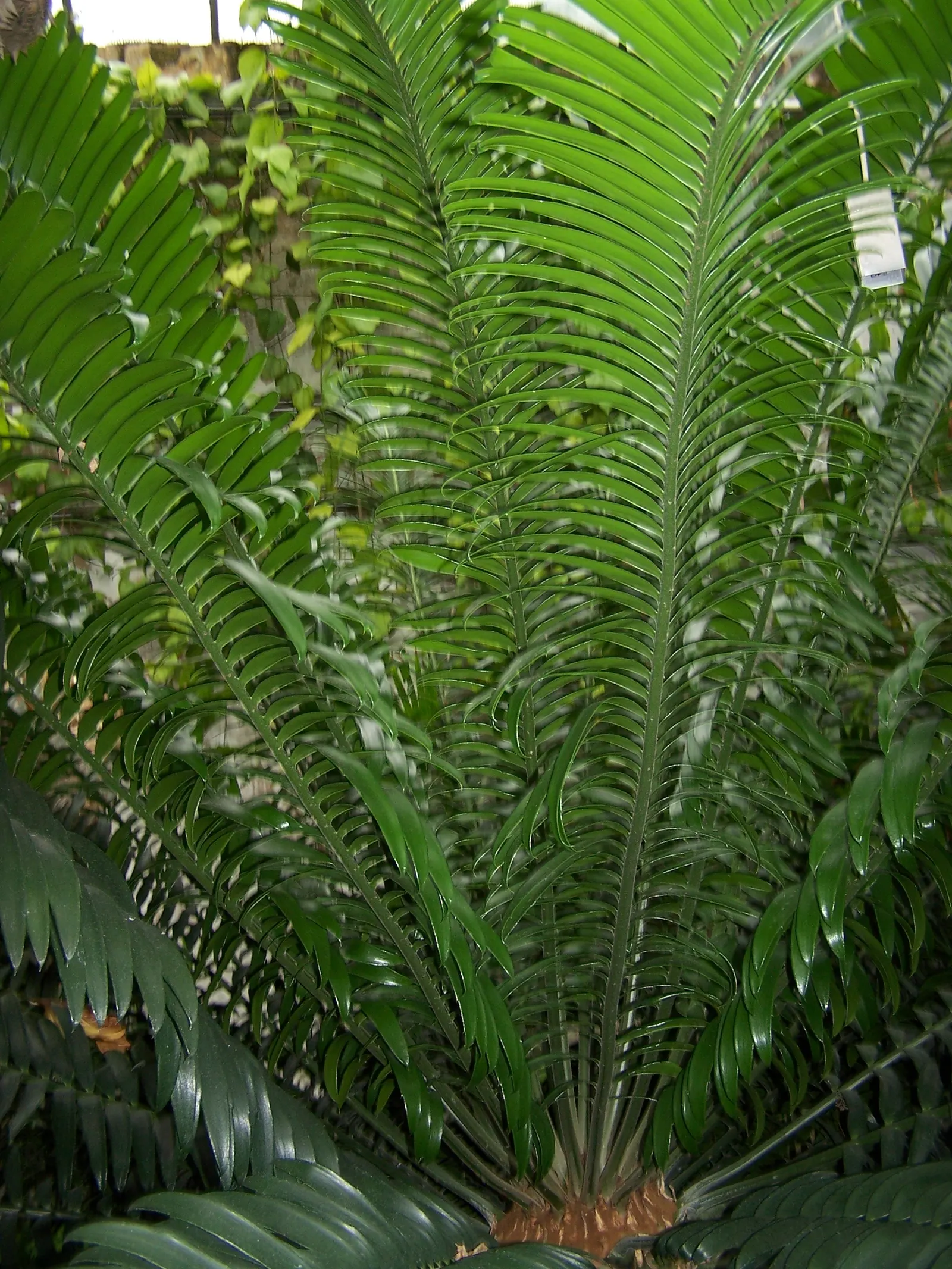 Bread Palm (Encephalartos Altensteinii) — supports a crown of attractive; <br><br>Periodic maintenance is required to remove old foliage and to, image 163