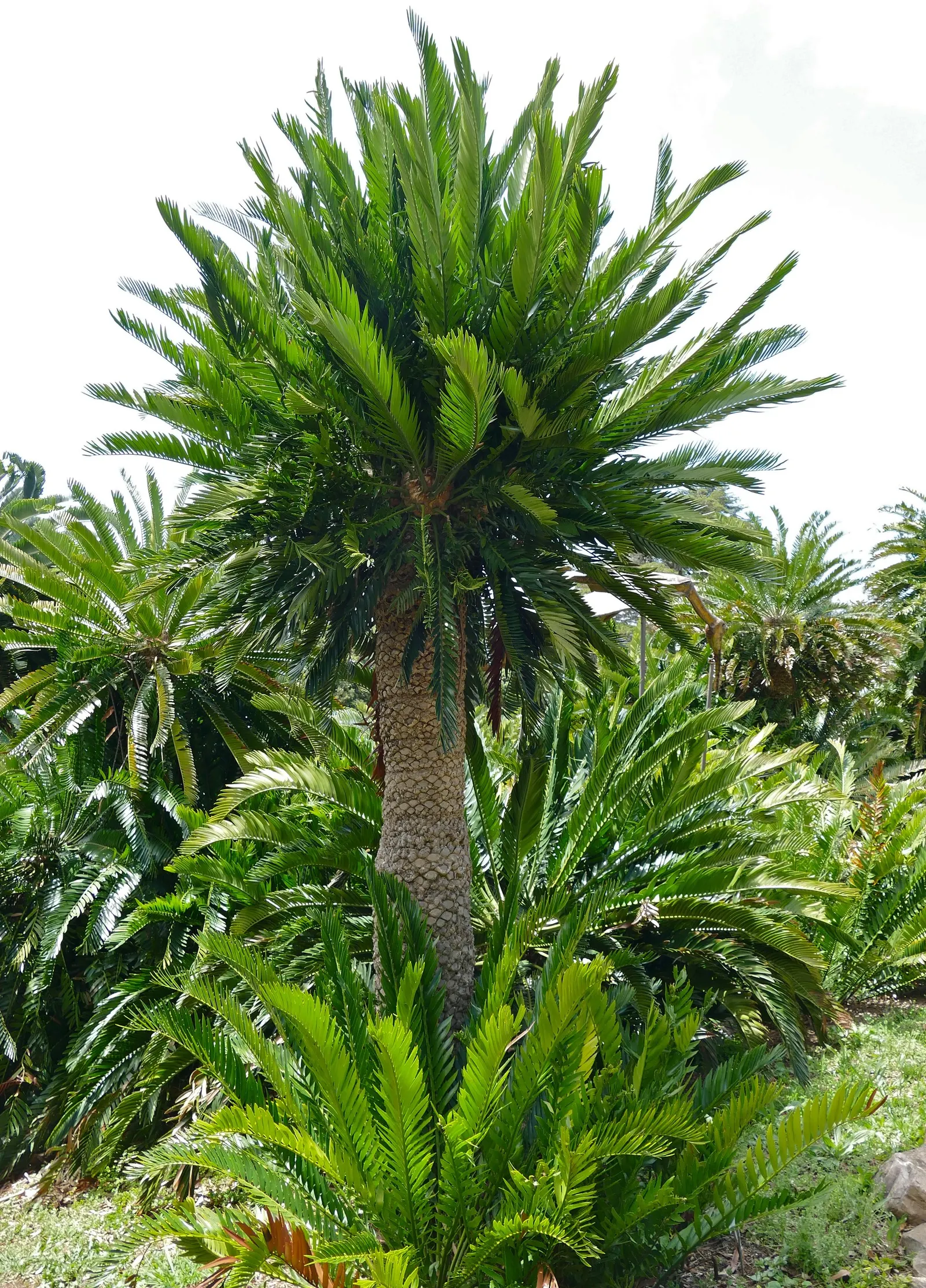 Bread Palm (Encephalartos Altensteinii) — but can soar up to 15 feet when given ample time and space; it thrives in well-drained soil, preferring, image 161