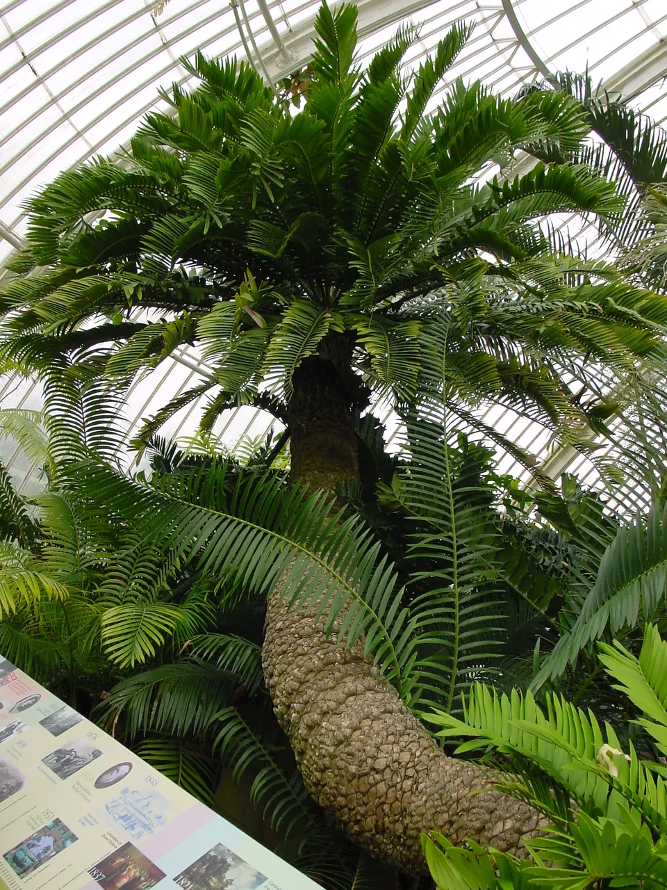 Bread Palm (Encephalartos Altensteinii) — often praised for its sculptural form and longevity; which can grow to 2 feet in diameter, image 165