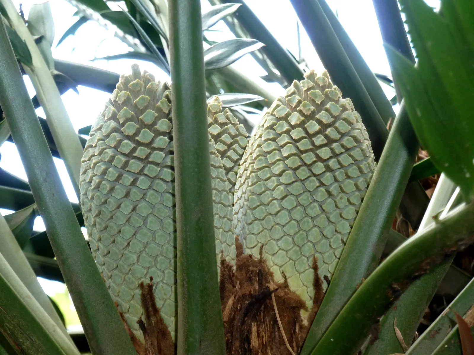 Bread Palm (Encephalartos Altensteinii) — <br><br>Periodic maintenance is required to remove old foliage and to maintain its tidy appearance; the, image 170