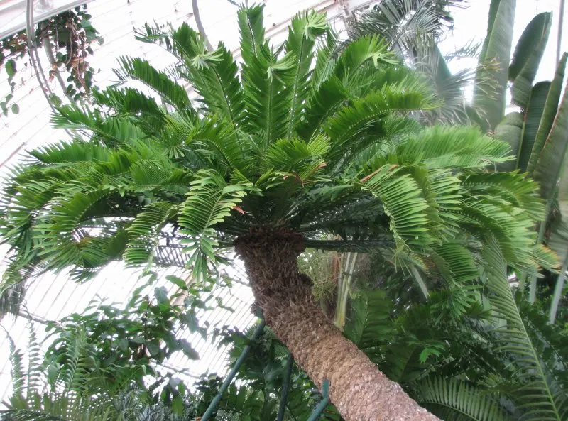Bread Palm (Encephalartos Altensteinii) — It thrives in well-drained soil, preferring full to partial sun exposure; often praised for its, image 46