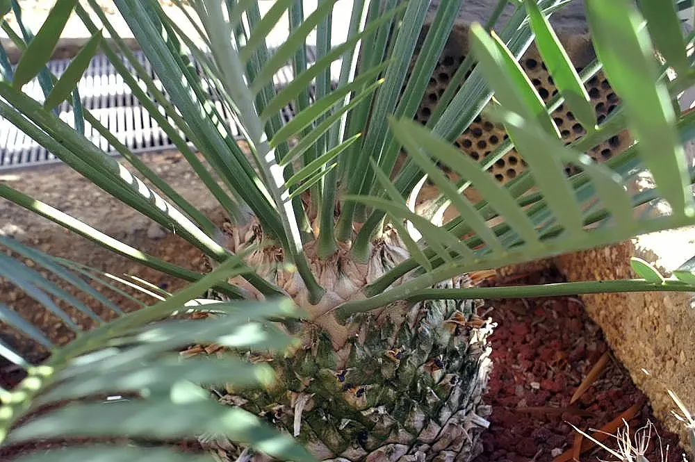 Bread Palm (Encephalartos Altensteinii) — often praised for its sculptural form and longevity; which can grow to 2 feet in diameter, image 143
