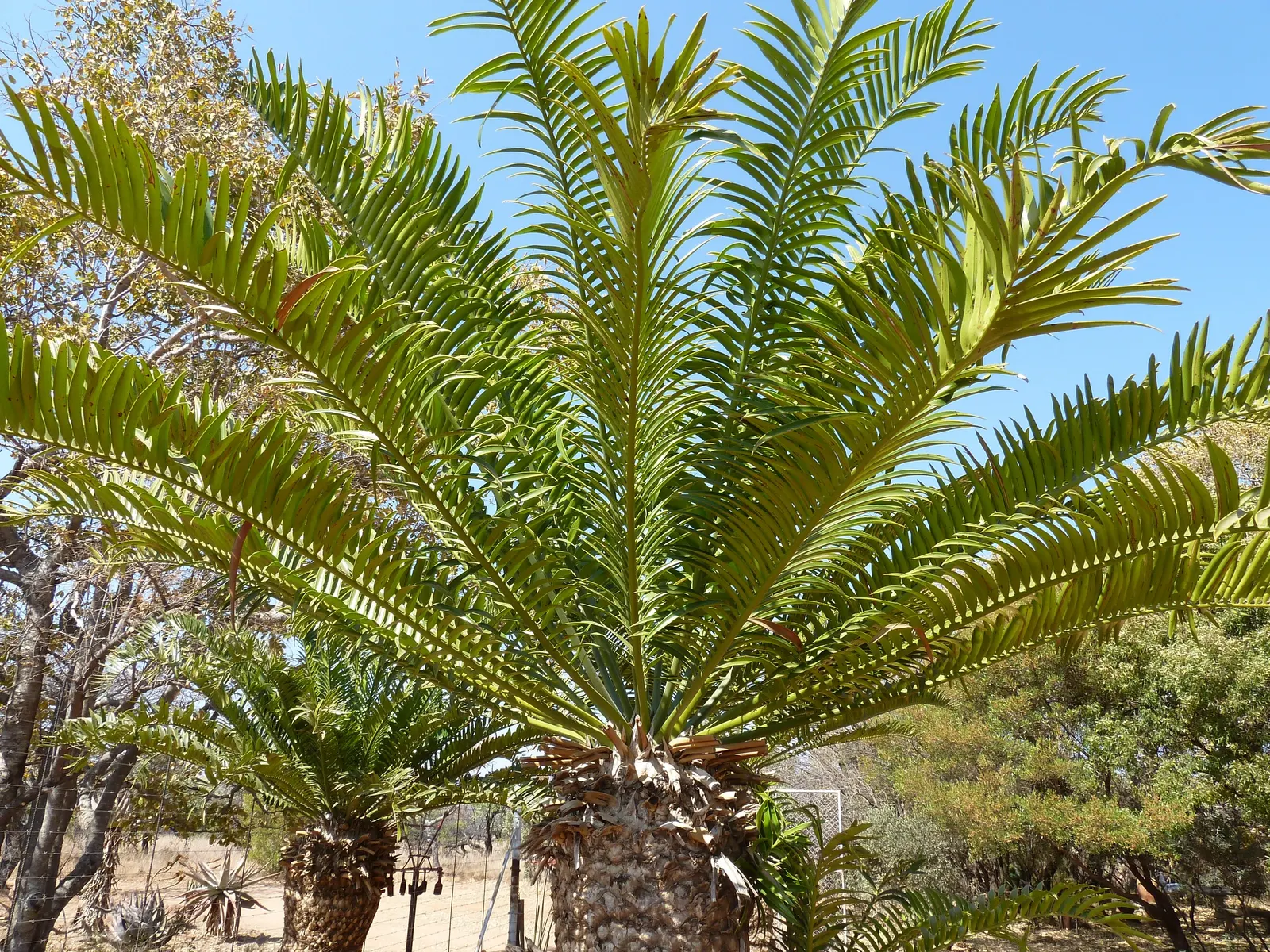 Bread Palm (Encephalartos Altensteinii) — <br><br>Periodic maintenance is required to remove old foliage and to maintain its tidy appearance; the, image 148