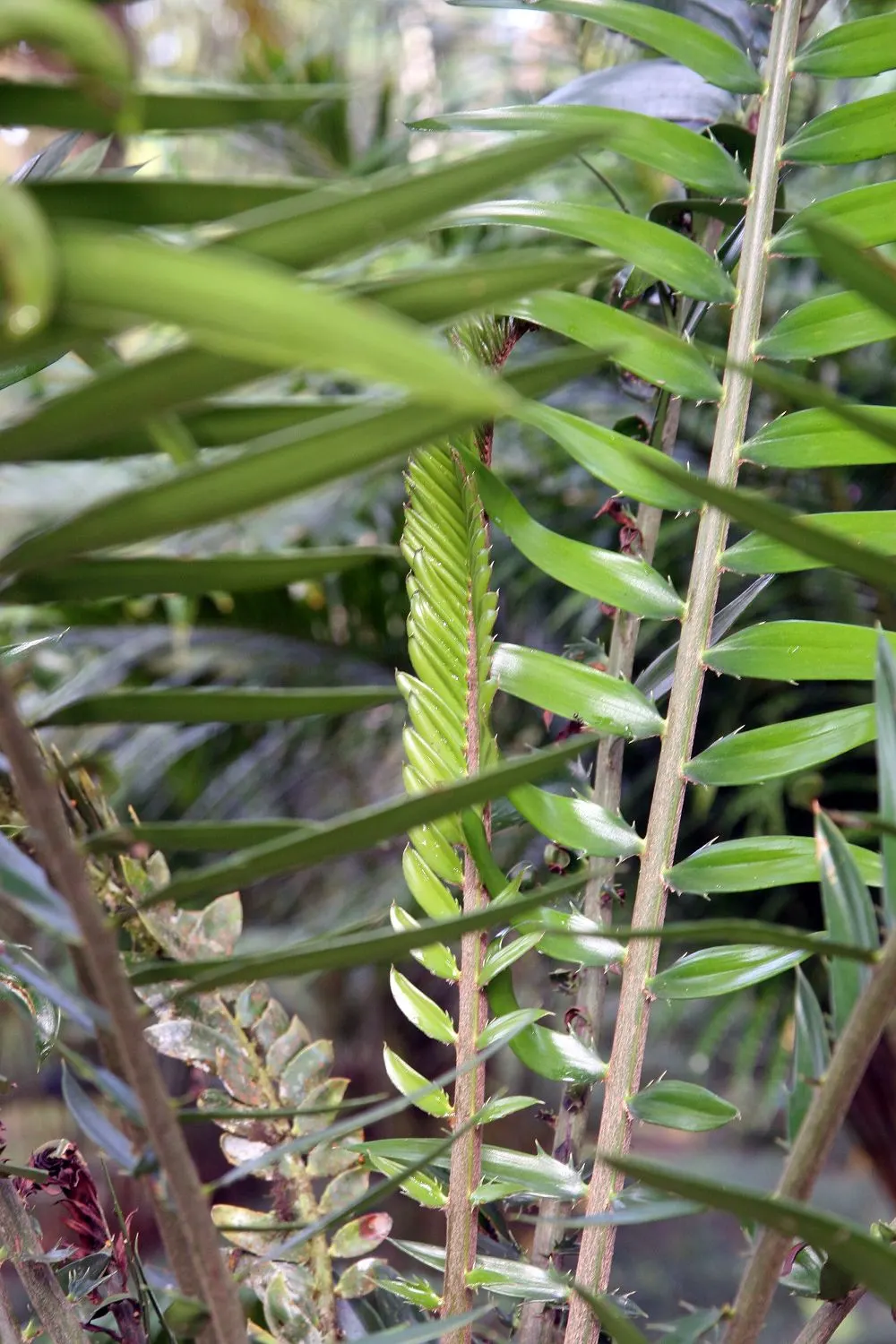 Bread Palm (Encephalartos Altensteinii) — the Bread Palm can serve as a focal point or be grouped for a lush; adds a dramatic and exotic touch to, image 175