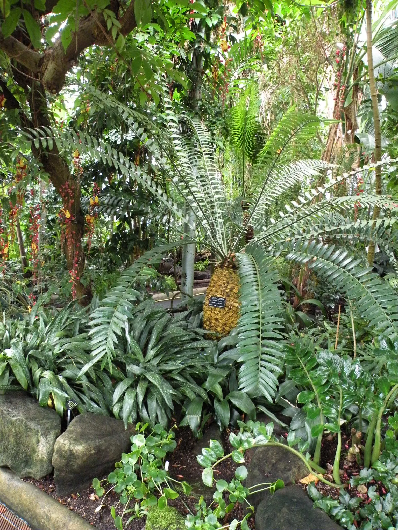 Bread Palm (Encephalartos Altensteinii) — but can soar up to 15 feet when given ample time and space; it thrives in well-drained soil, preferring, image 183