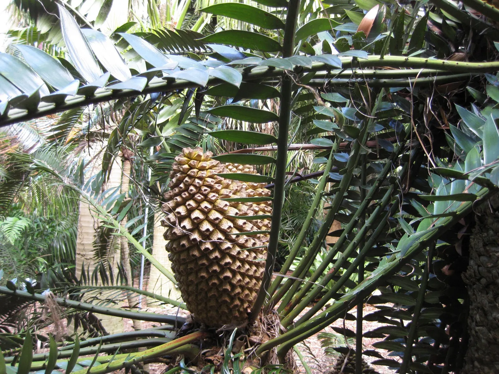 Bread Palm (Encephalartos Altensteinii) — It thrives in USDA hardiness zones 9 to 11 and prefers full sun to light shade, along with well-drained, image 167