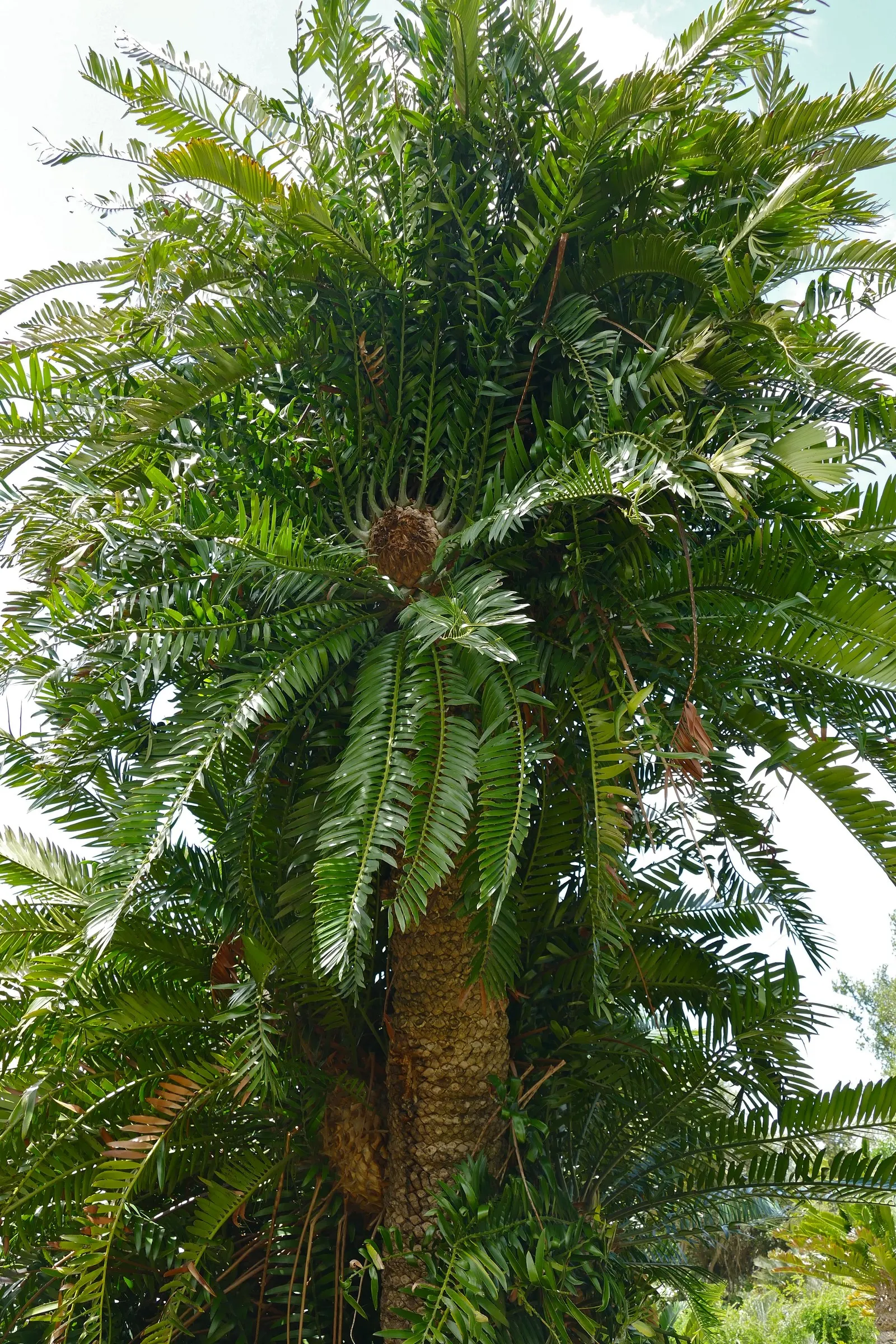 Bread Palm (Encephalartos Altensteinii) — It pairs well with succulents and other dry-loving plants.<br><br>In your clients garden; is an, image 174