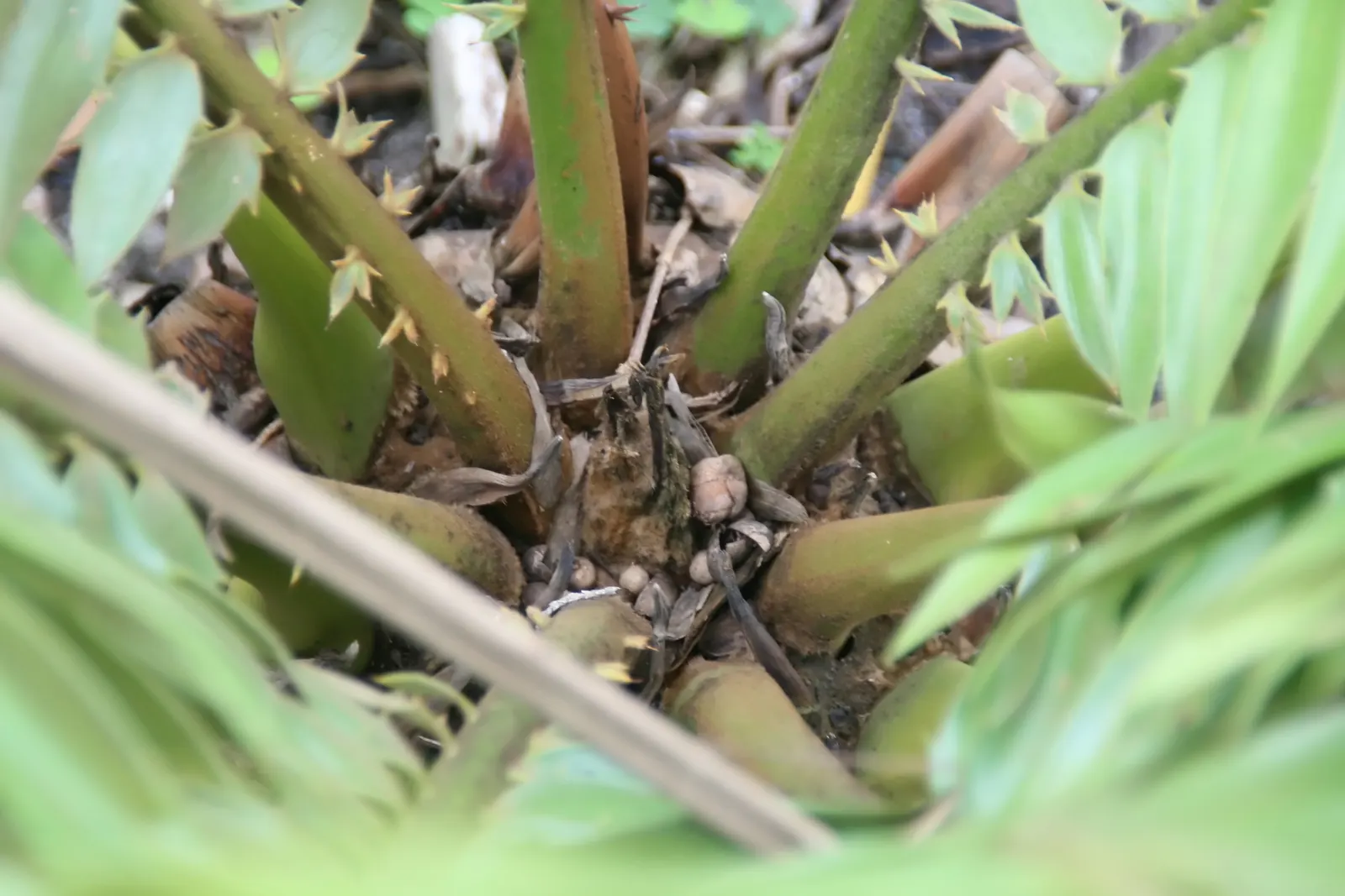 Bread Palm (Encephalartos Altensteinii) — making it ideal for xeriscaping or regions with water restrictions; the Bread Palm is drought-tolerant, image 125