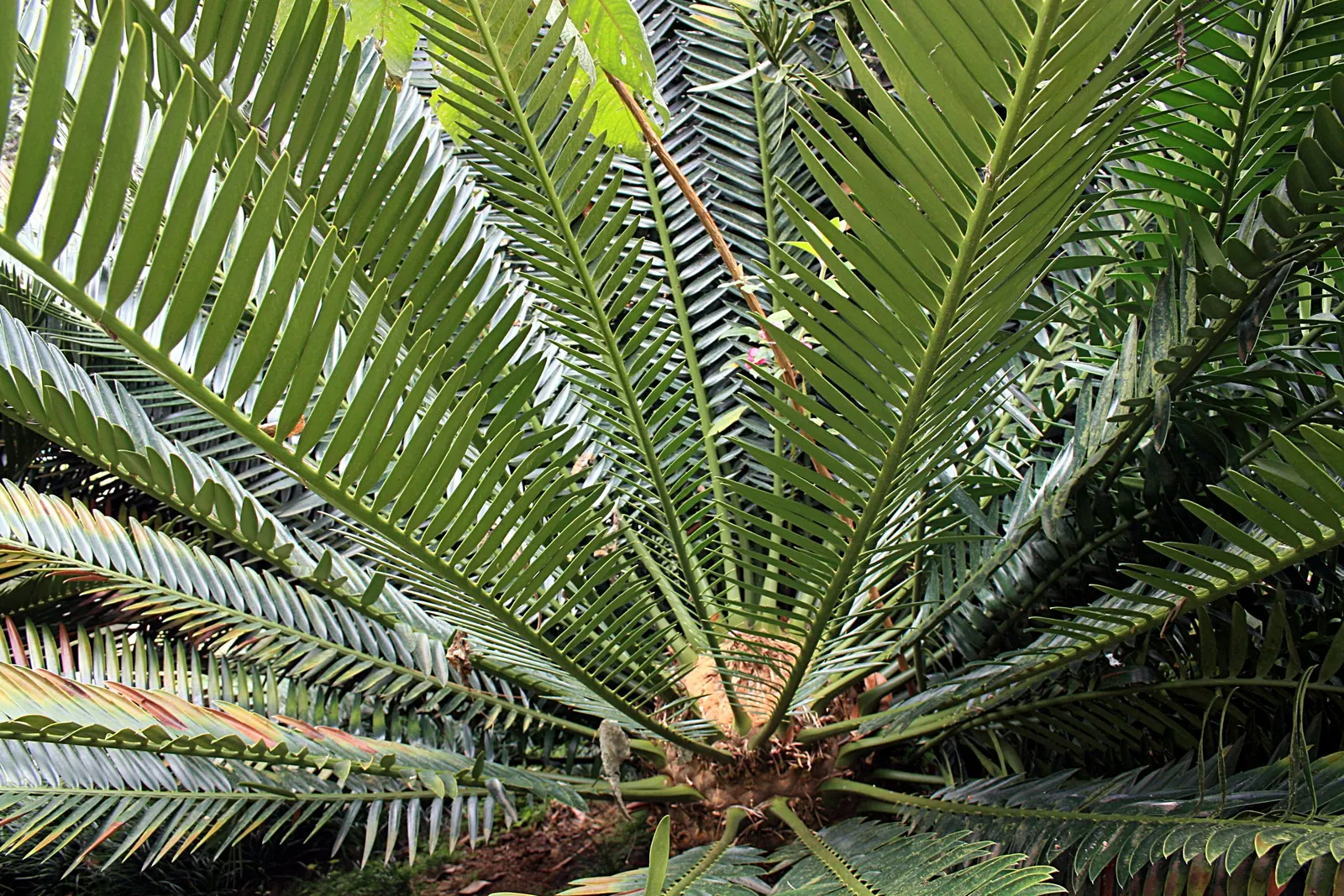 Bread Palm (Encephalartos Altensteinii) — When designing a landscape; it thrives in USDA hardiness zones 9 to 11 and prefers full sun to light, image 172
