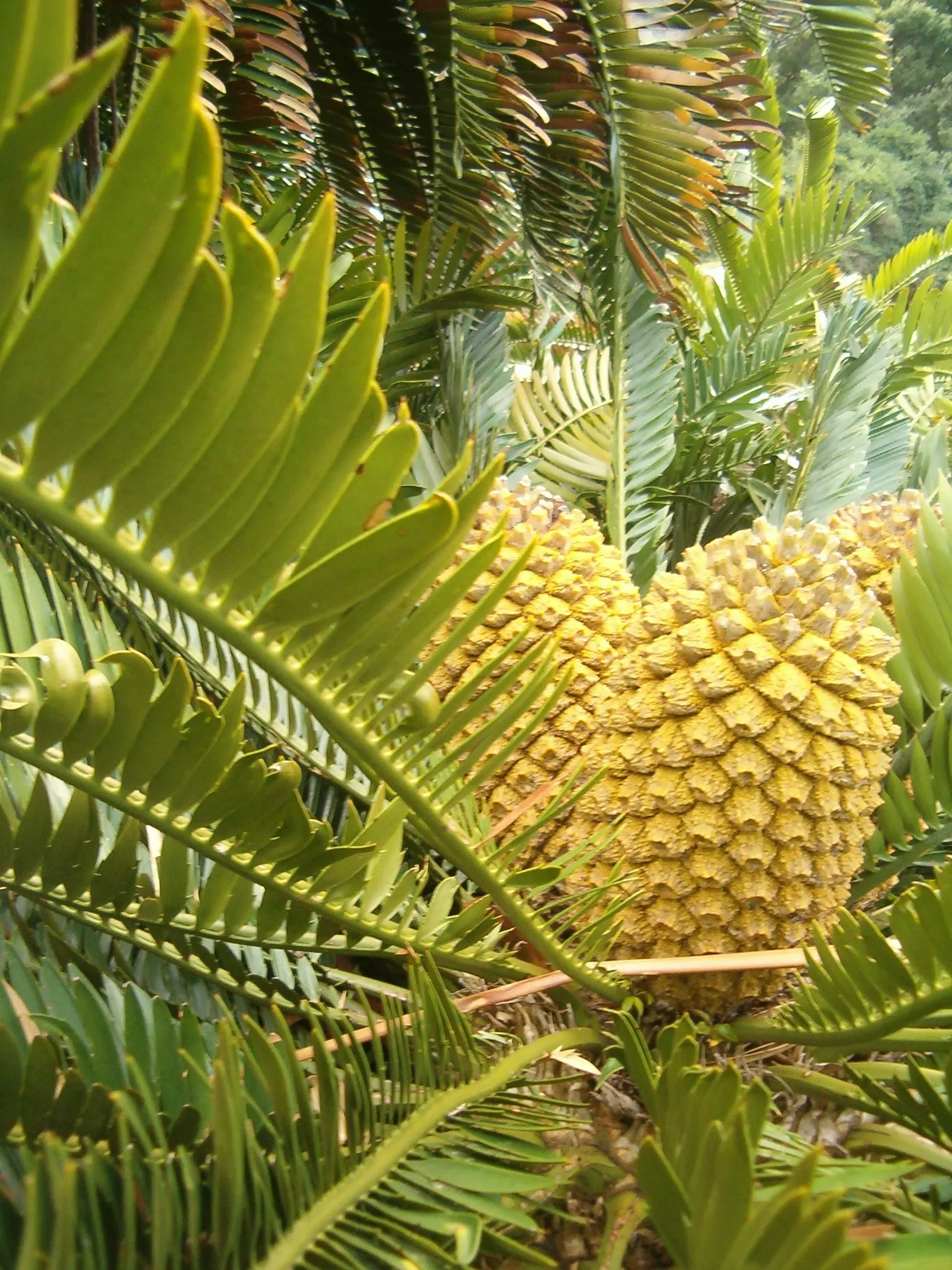 Bread Palm (Encephalartos Altensteinii) — adds a dramatic and exotic touch to gardens; making it ideal for xeriscaping or regions with water, image 144