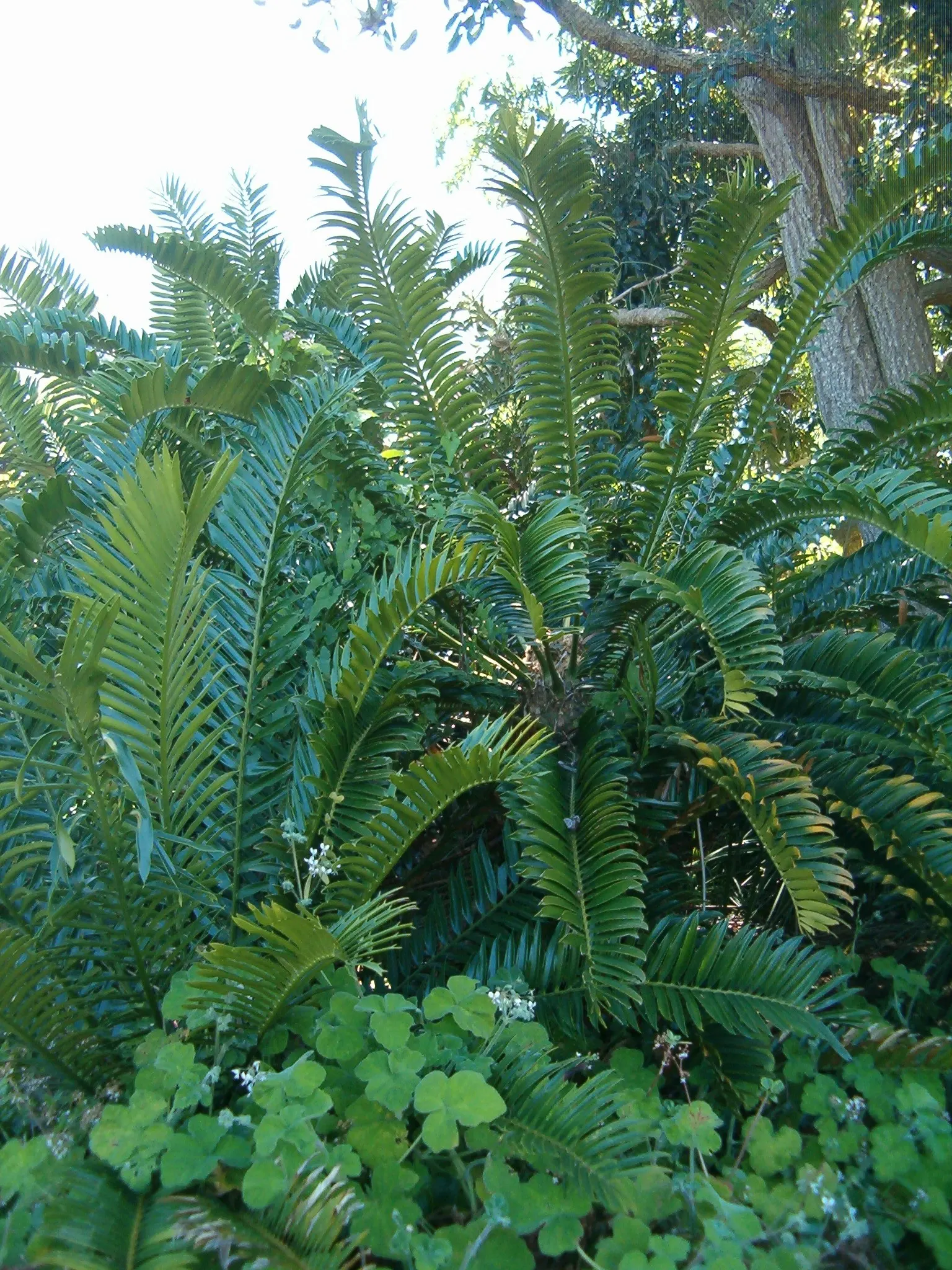 Bread Palm (Encephalartos Altensteinii) — Although it is generally pest-free, watch for scale insects and treat as necessary; this slow-growing, image 149