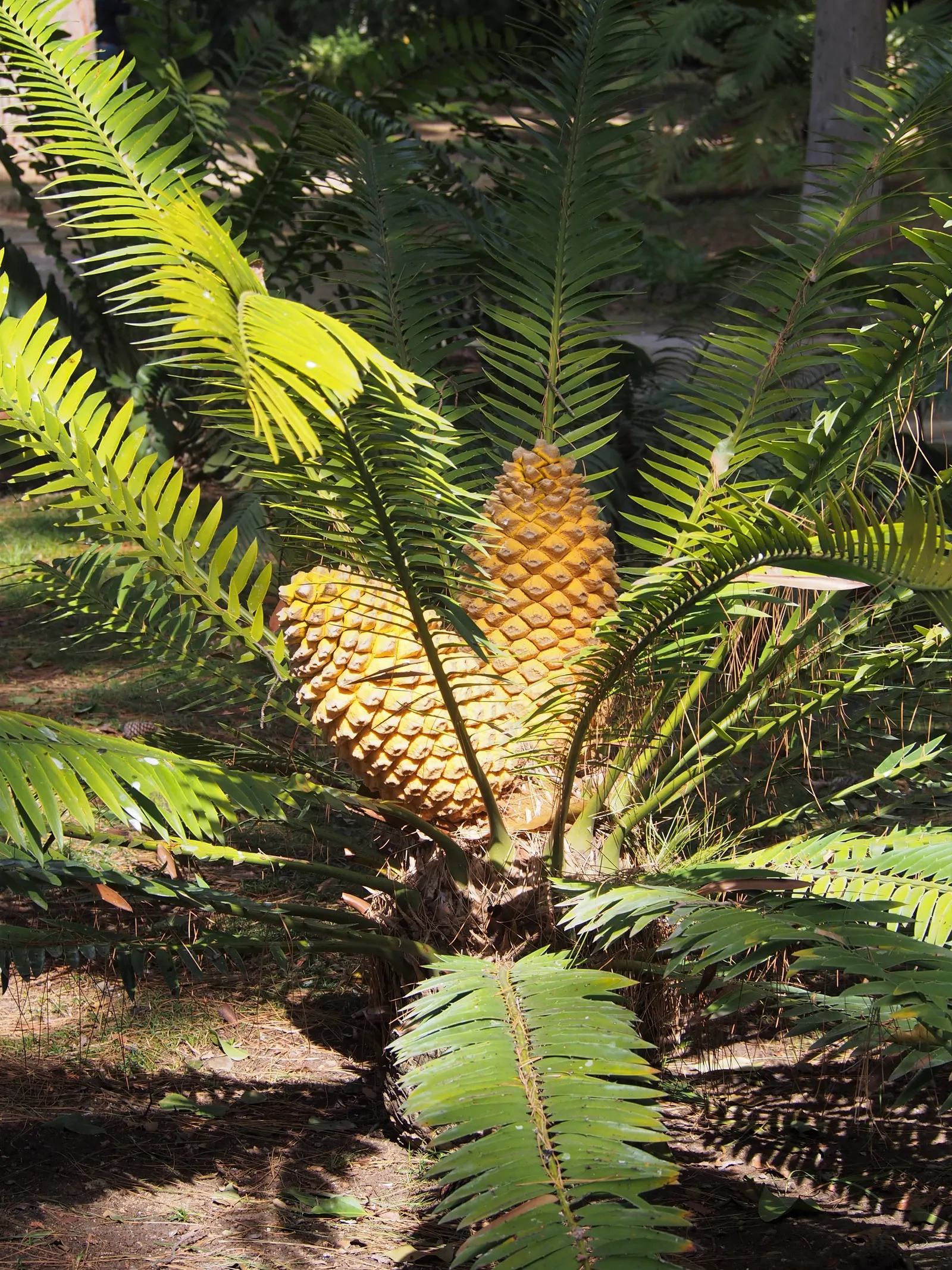 Bread Palm (Encephalartos Altensteinii) — the Bread Palm can serve as a focal point or be grouped for a lush; adds a dramatic and exotic touch to gardens