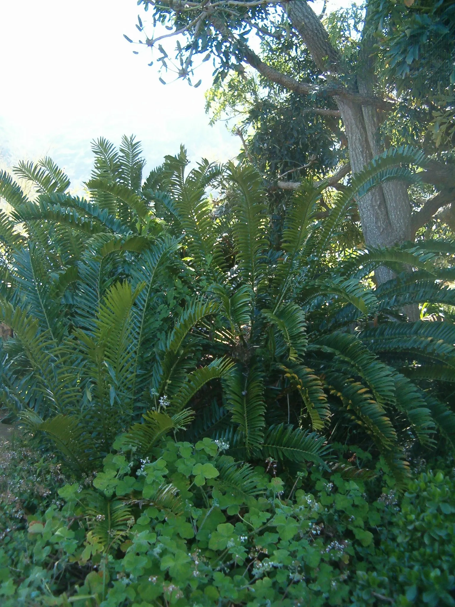 Bread Palm (Encephalartos Altensteinii) — Its striking foliage adds a tropical flair to landscapes; commonly known as the Bread Palm or Eastern, image 177