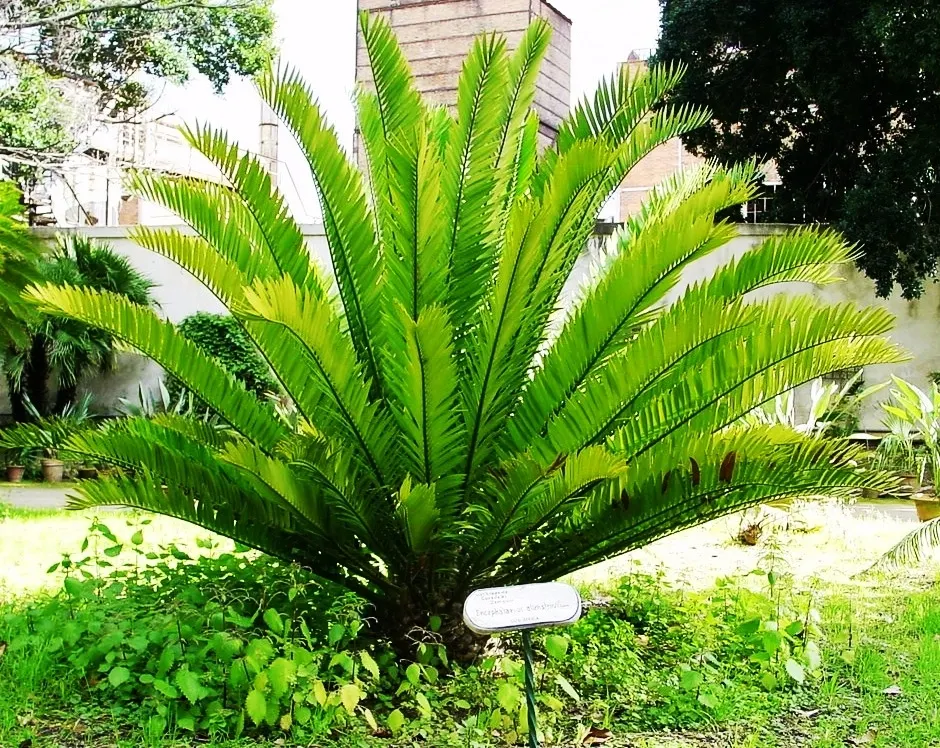 Bread Palm (Encephalartos Altensteinii) — The Bread Palm is drought-tolerant once established; but can soar up to 15 feet when given ample time and, image 168