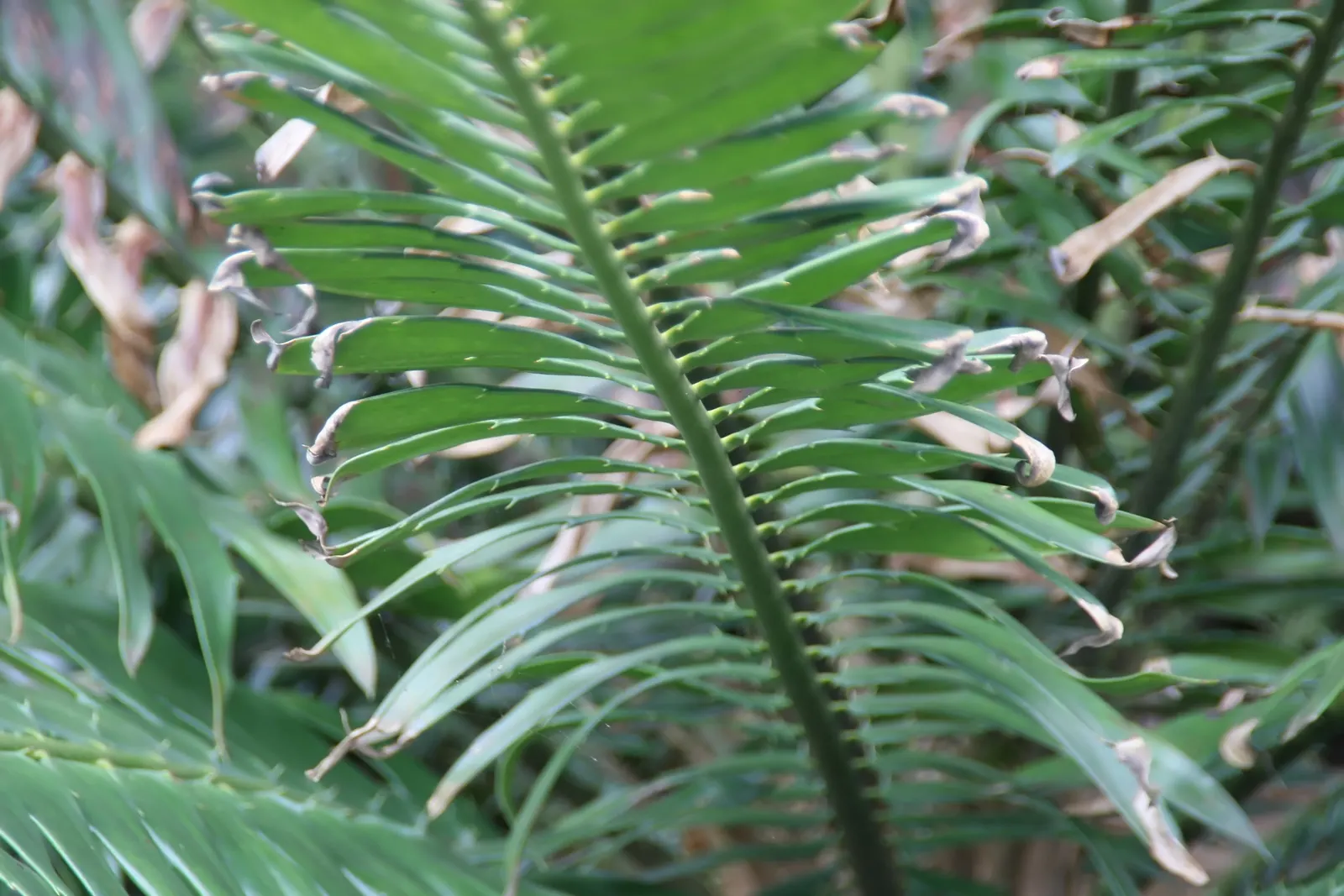 Bread Palm (Encephalartos Altensteinii) — <br><br>Periodic maintenance is required to remove old foliage and to maintain its tidy appearance; the, image 126