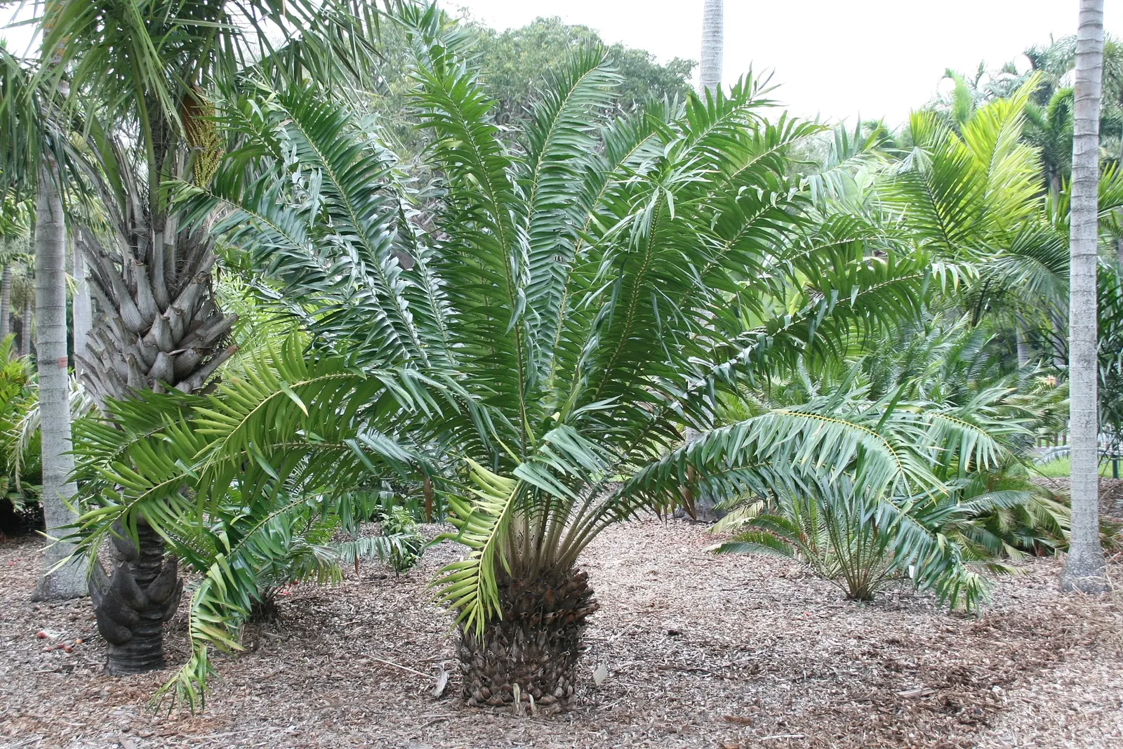 Bread Palm (Encephalartos Altensteinii) — It thrives in well-drained soil, preferring full to partial sun exposure; often praised for its, image 68