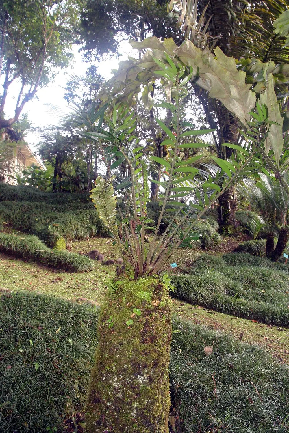 Bread Palm (Encephalartos Altensteinii) — It thrives in well-drained soil, preferring full to partial sun exposure; often praised for its, image 178