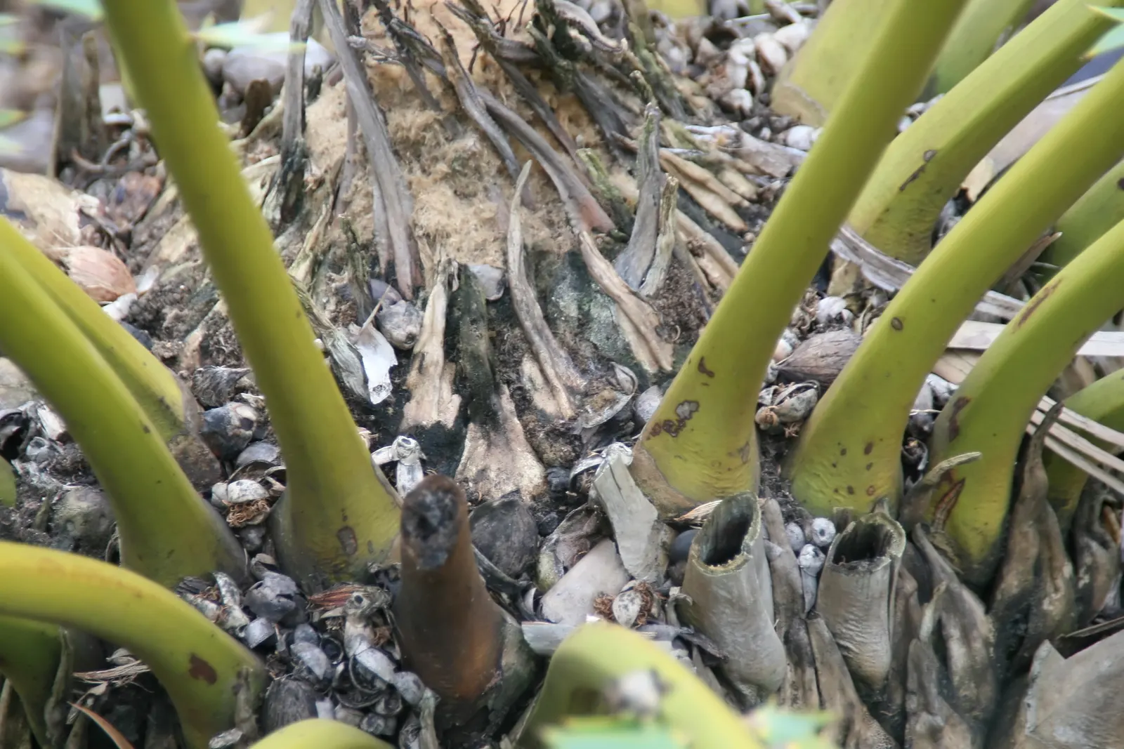 Bread Palm (Encephalartos Altensteinii) — supports a crown of attractive; <br><br>Periodic maintenance is required to remove old foliage and to, image 141