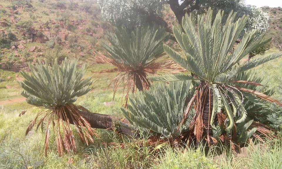 Bread Palm (Encephalartos Altensteinii) — Cold-tolerant to around 20-25&deg;F, it's an impressive, slow-growing specimen for warm regions; when, image 69
