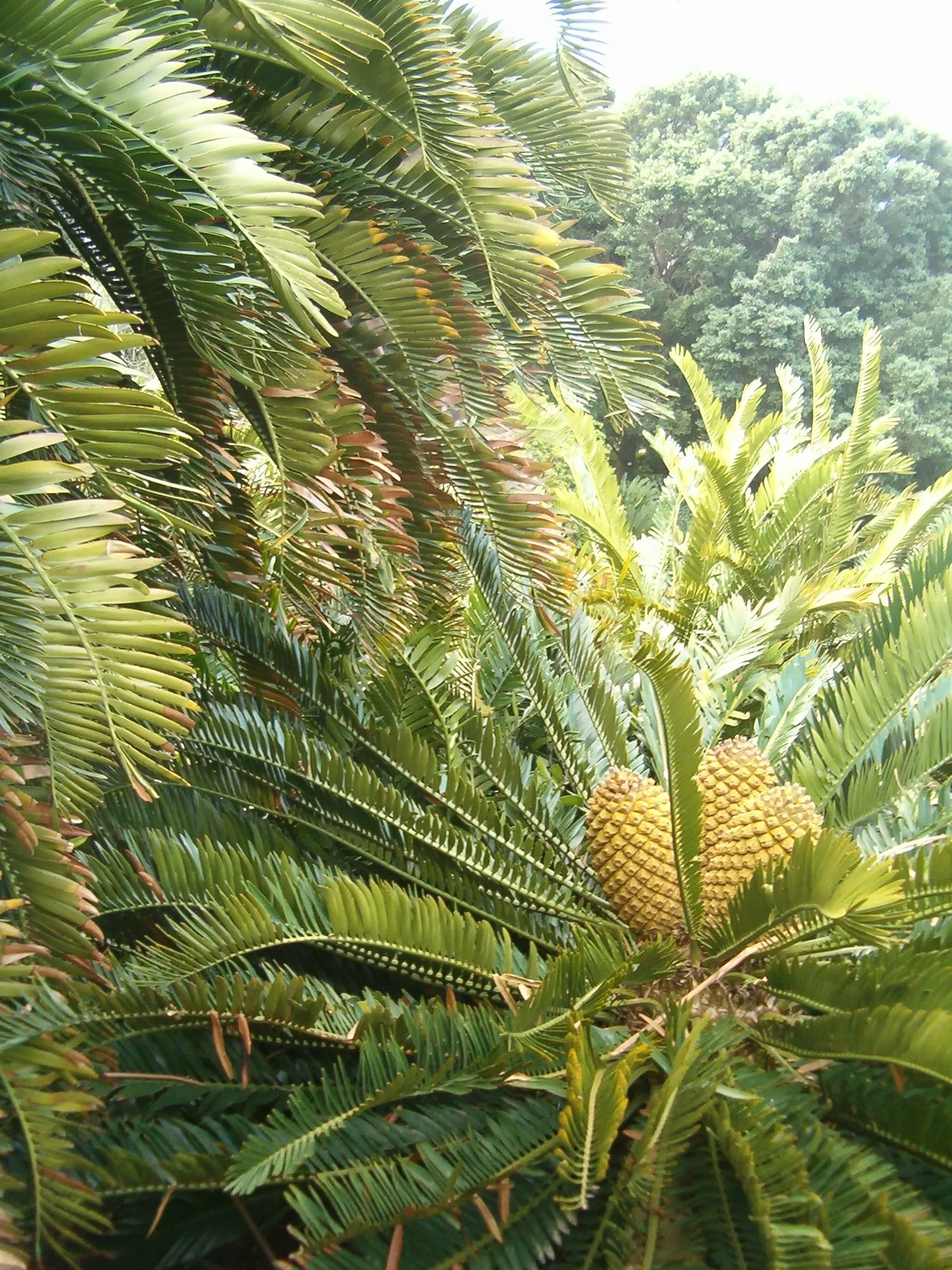 Bread Palm (Encephalartos Altensteinii) — arching blue-green leaves stretching up to 6 feet long.<br><br>This prehistoric species; its striking, image 164