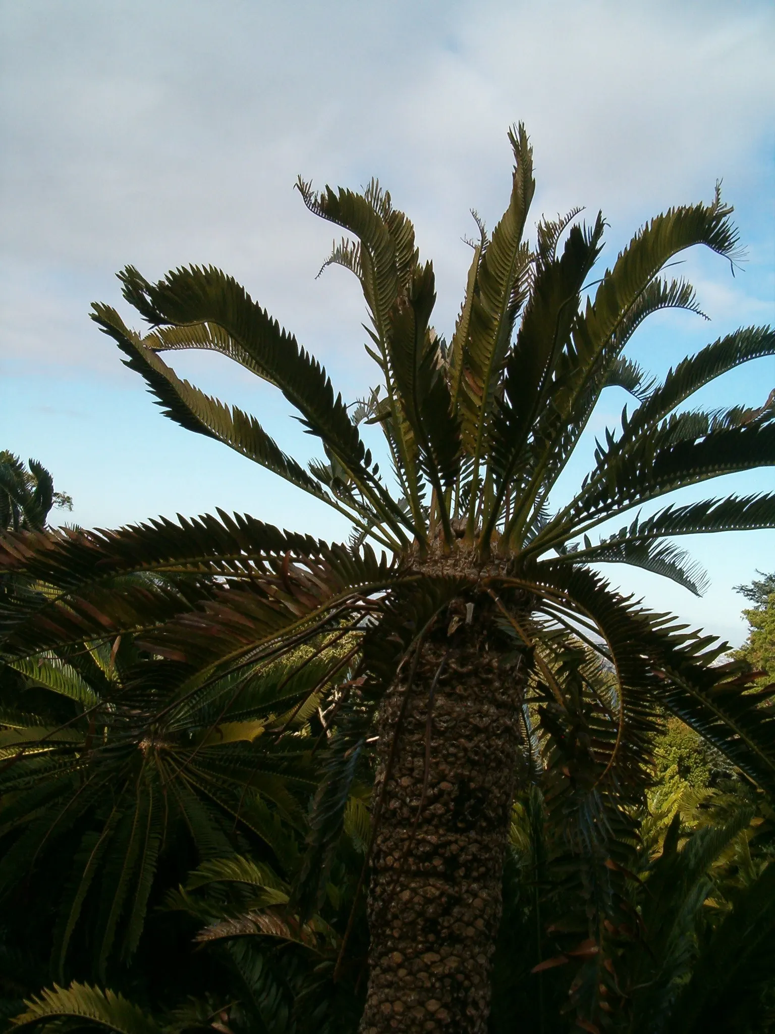 Bread Palm (Encephalartos Altensteinii) — arching blue-green leaves stretching up to 6 feet long.<br><br>This prehistoric species; its striking, image 186