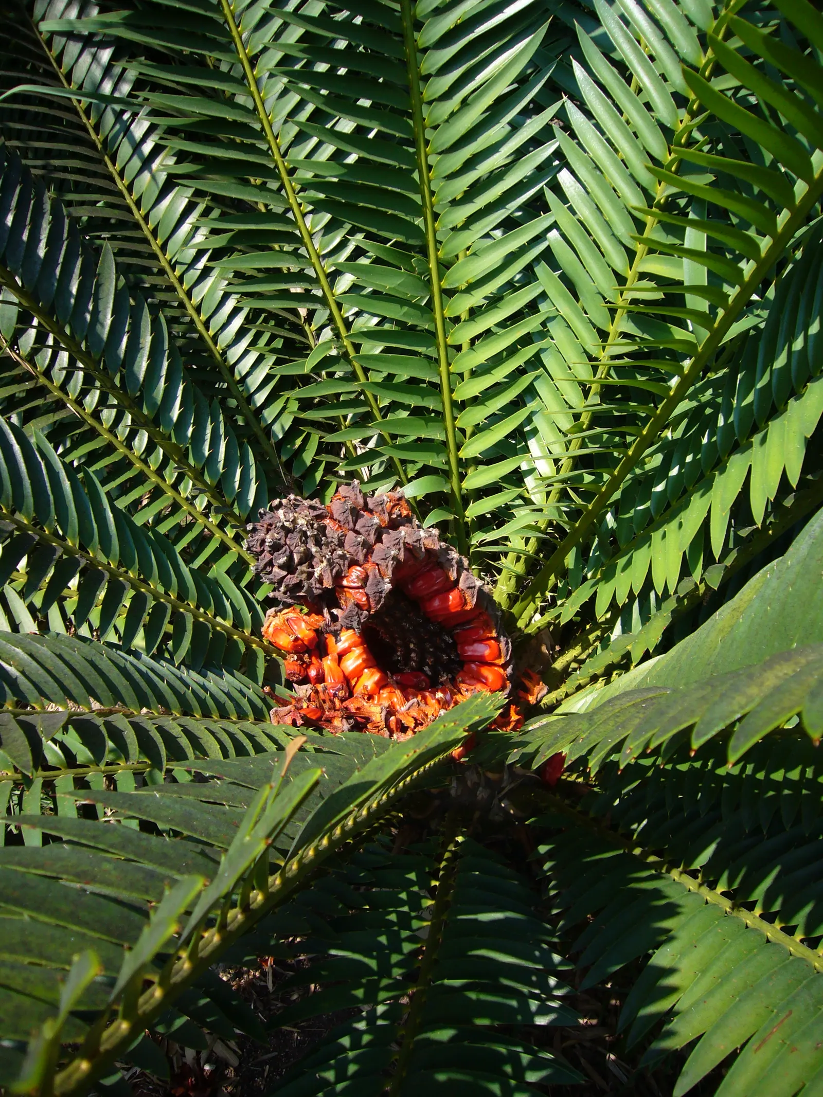 Bread Palm (Encephalartos Altensteinii) — consider its eventual size and incorporate sufficient space to accommodate its wide leaf spread; it pairs, image 173