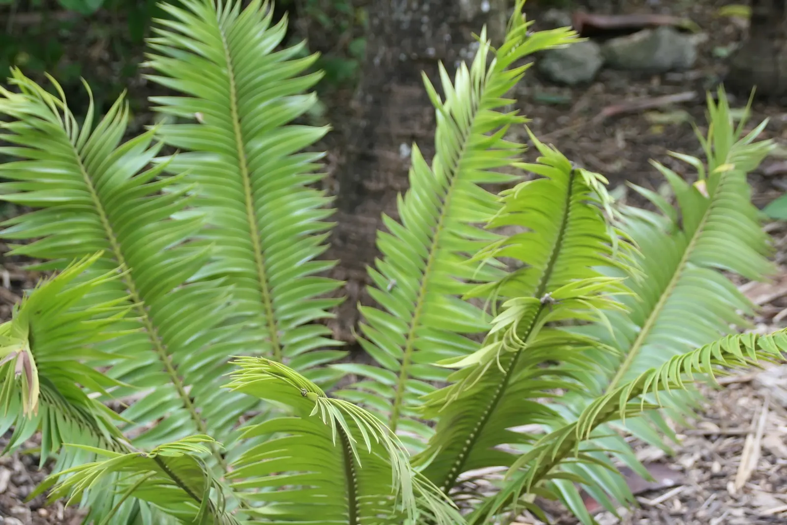 Bread Palm (Encephalartos Altensteinii) — palm for half or shade; consider its eventual size and incorporate sufficient space to accommodate its, image 132