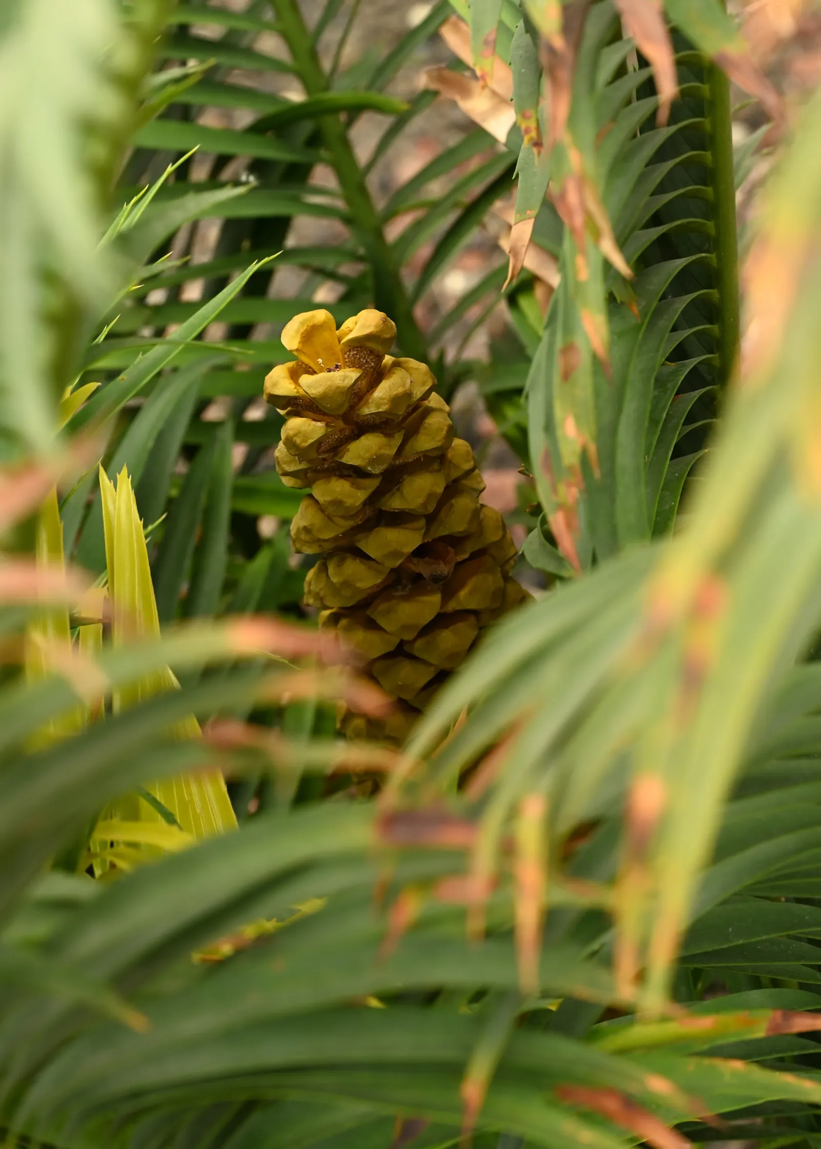 Bread Palm (Encephalartos Altensteinii) — adds a dramatic and exotic touch to gardens; making it ideal for xeriscaping or regions with water, image 122