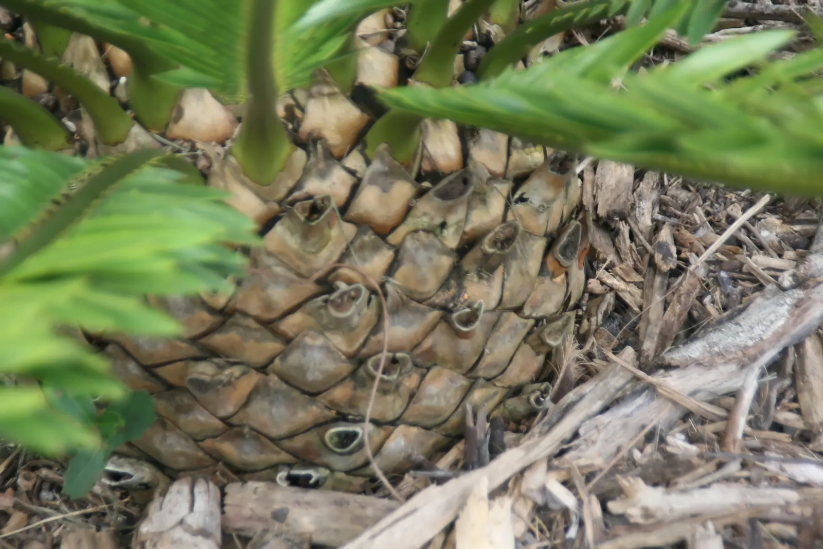 Bread Palm (Encephalartos Altensteinii) — Cold-tolerant to around 20-25&deg;F, it's an impressive, slow-growing specimen for warm regions; when, image 135