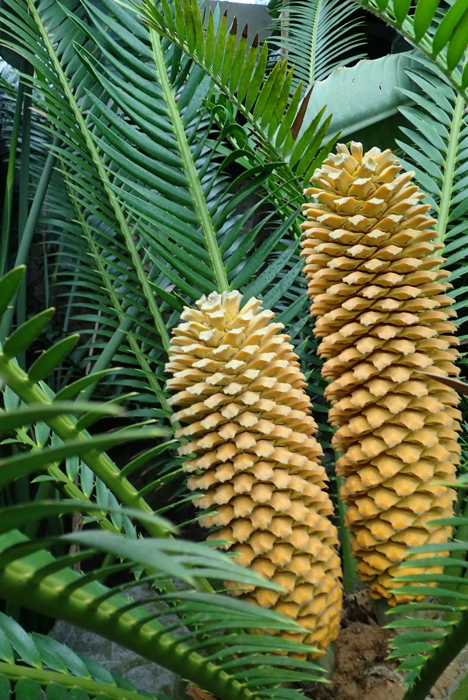 Bread Palm (Encephalartos Altensteinii) — which can grow to 2 feet in diameter; supports a crown of attractive, image 184