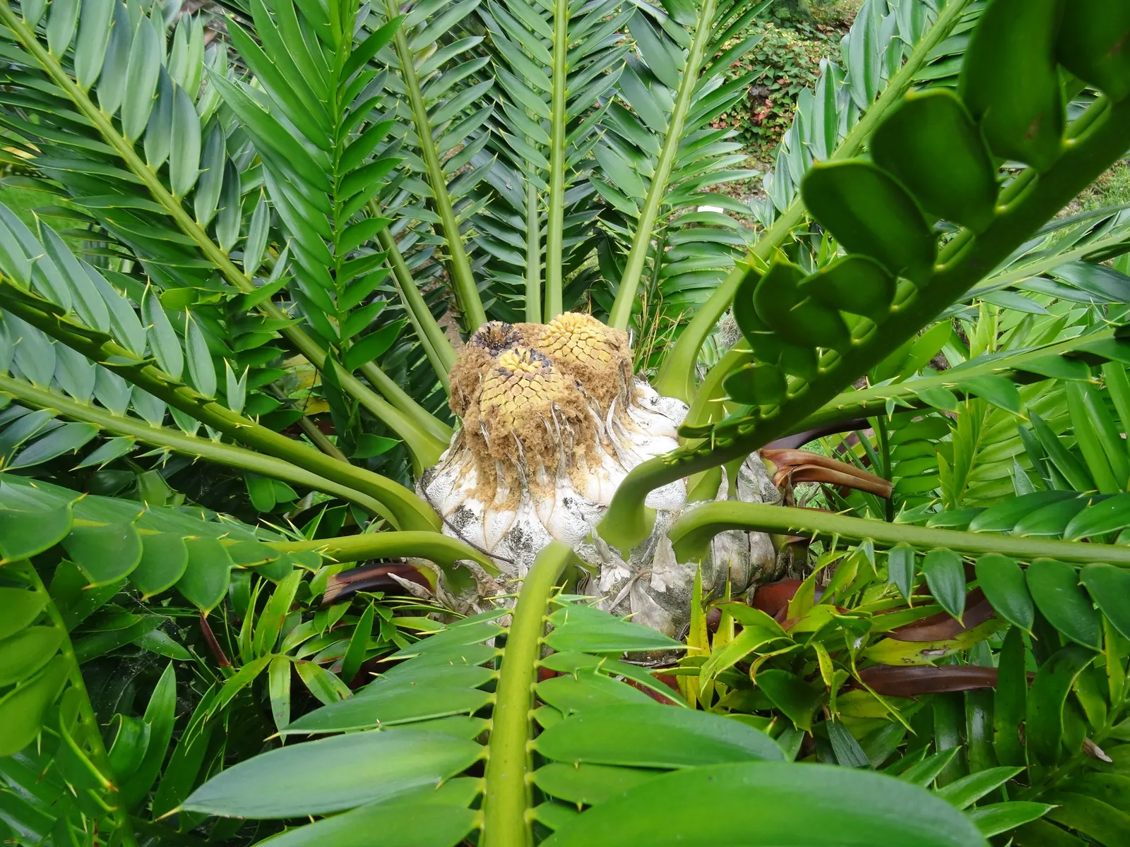 Bread Palm (Encephalartos Altensteinii) — It thrives in USDA hardiness zones 9 to 11 and prefers full sun to light shade, along with well-drained, image 145